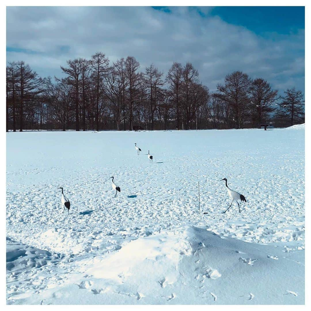 市川紗椰さんのインスタグラム写真 - (市川紗椰Instagram)「釧網本線の旅をしました。さまざまな駅麺を食べながら、釧路から大雪の網走まで。﻿ 車窓からはタンチョウとエゾシカと流氷と白銀の大パノラマ。﻿ 雪景色とキハ54系の軽快な加速音を満喫しました。﻿ C11の景気いい爆煙もすごかった！﻿ 麺も美味しかったー﻿ ﻿ 衣装は→﻿ #ワンピース #チョーカー @fumietanaka_jp﻿ #ニット @maisoneureka﻿ #ダウンコート @6x1copenhagen_﻿ #ピアス #リング @asamifujikawa﻿ #バッグ @marrow_japan﻿ #スタイリスト @masacott__  #ヘアメイク @mariko_chiba  ﻿ もし良かったら→﻿ ﻿ BS-TBS「麺鉄 〜冬の北海道・釧網本線編〜」﻿ 3月14日　23:00〜﻿ ﻿ 写真をたくさん撮ったので、追ってアップします。﻿ ﻿  #釧網本線 #鉄道﻿ #ワンマン車の女性アナウンスを聞くと北海道に来たと実感﻿ #旅はいいね　　  ﻿#麺の写真が見つからない」3月14日 13時41分 - sayaichikawa.official