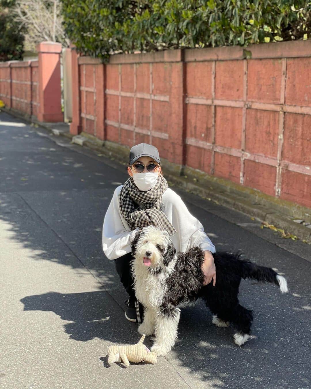 のインスタグラム：「ちょっと風は強いですが、お散歩日和。 #シュヌードル#シュナプー #schnoodle#doodle#schnoodlegram」