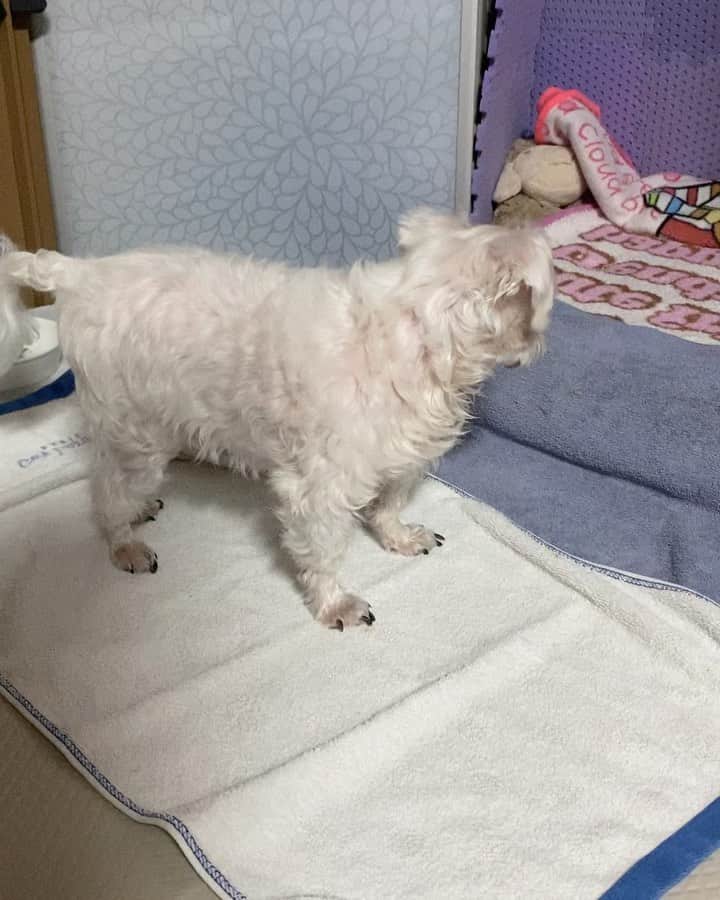ライムのインスタグラム：「너 까까인줄 아라찌 꾸미는 건강히 잘지내구 있답니다❤️」