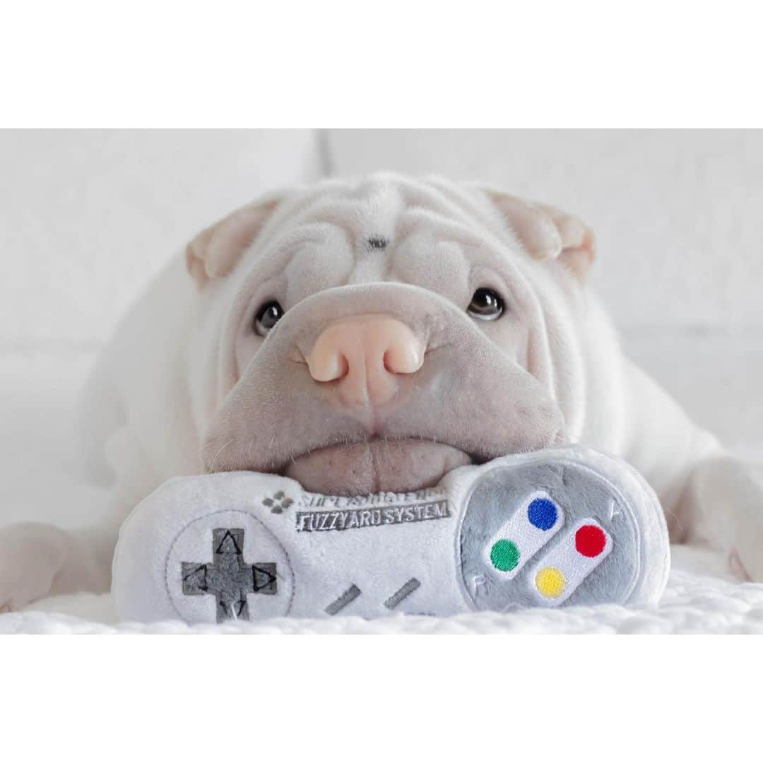 annie&pADdinGtoNのインスタグラム：「Just one more game 🦍 🍌 #dontwanttheweekendtoend #birthdayfun #love #lamby #big3 #sharpei #sharpeisofinstagram #sharpeisoftheworld #dog #dogs #dogsofinstagram #doglover #squishyfacecrew #wrinkles #supernintendo #play #cutepets #instagood #weeklyfluff #instadaily #iloveyoutothemoonandback」