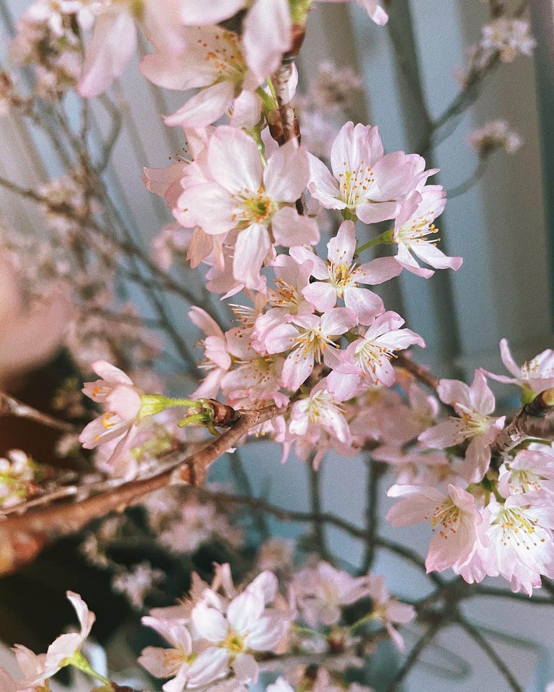 文音さんのインスタグラム写真 - (文音Instagram)「🌸🌱 我が家の桜は満開なり。 Cherry blossom is blooming in my house. Finally, the Spring has come.  #ʜᴀᴘᴘʏᴡʜɪᴛᴇᴅᴀʏ  #happysundayyall」3月14日 16時56分 - ayanestagram_official