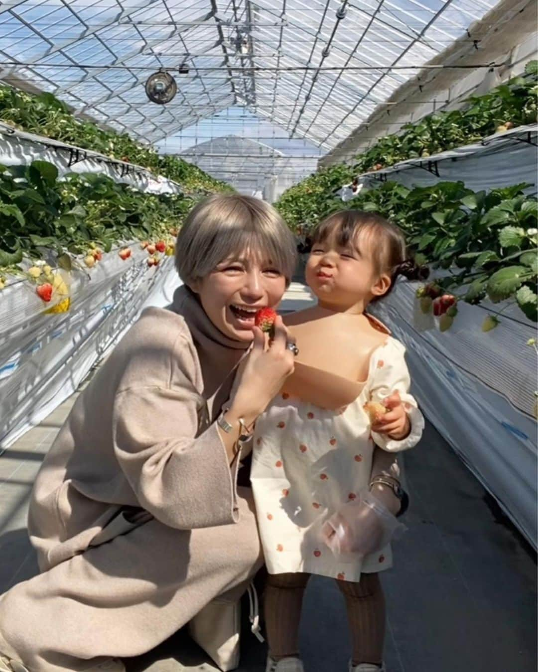 長谷川あやさんのインスタグラム写真 - (長谷川あやInstagram)「🍓🍓🍓#mama#生後21ヶ月#1歳#赤ちゃんのいる生活#新米ママ#女の子ママ#小夏のいる生活#いちご#いちご狩り ・ ・ ・ 娘のいちご狩りデビュー😋🎉 ・ 地元でいちご狩りが できたなんて知らなかった👀‼️ （これは帰るたびに行きそうな予感😂） ・ ひたすら走ってひたすら食べてた 小夏さんでした👧✌️笑」3月14日 17時30分 - ayasuke_0516