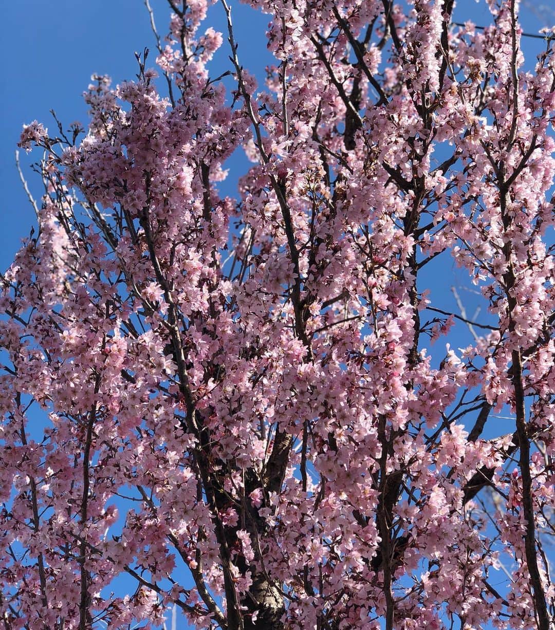 進藤やす子さんのインスタグラム写真 - (進藤やす子Instagram)「✳︎ 今日はふうちゃんぽ🐾がてら、春の花をたくさん愛でました。 . . #ご近所フラワーウォッチング その1」3月14日 18時07分 - yasukoshindo