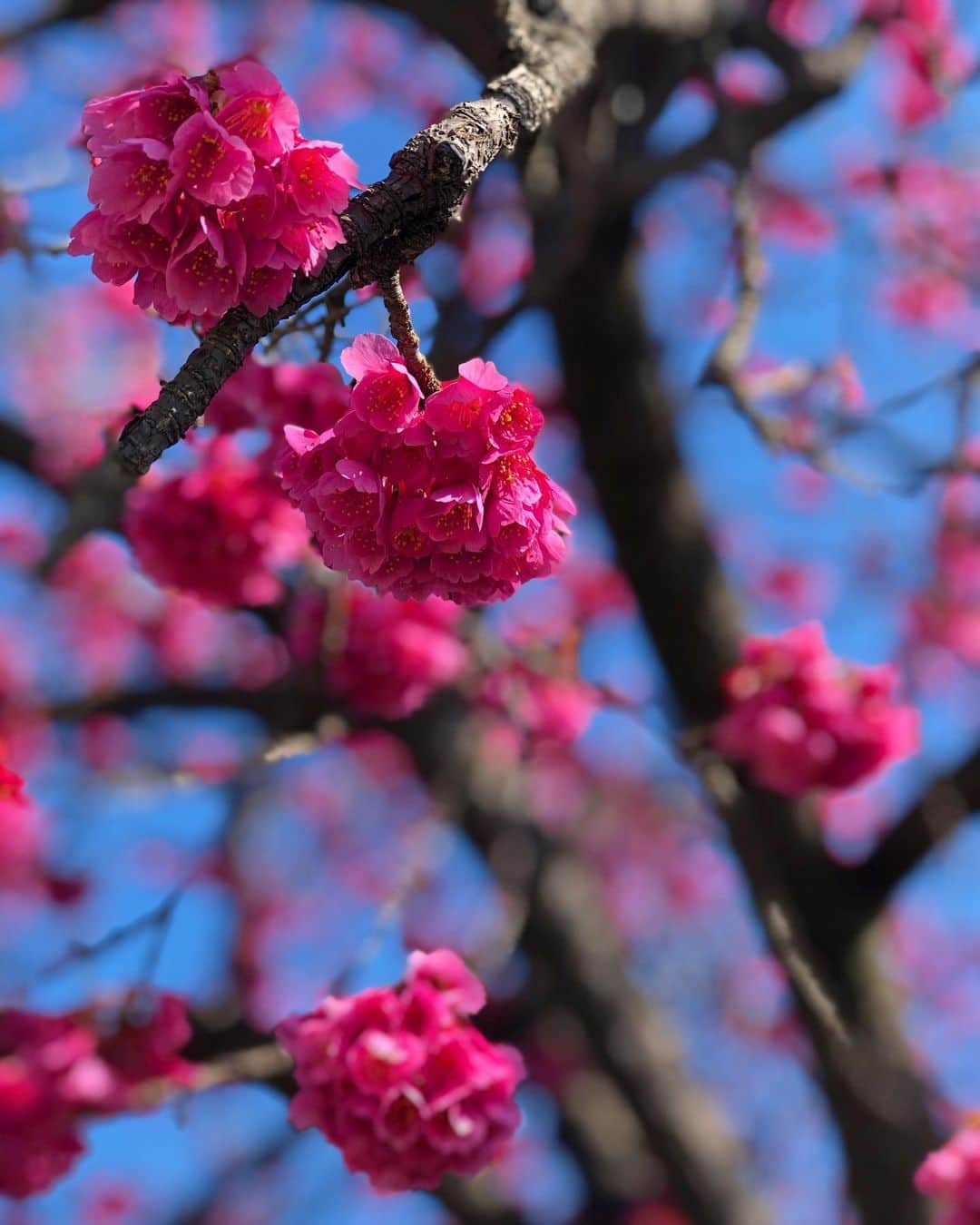 進藤やす子さんのインスタグラム写真 - (進藤やす子Instagram)「✳︎ 紅梅白梅 . これ紅梅で合ってます？ 梅って一重で咲くイメージだったので自信無し😅 . . #ご近所フラワーウォッチング その2」3月14日 18時12分 - yasukoshindo