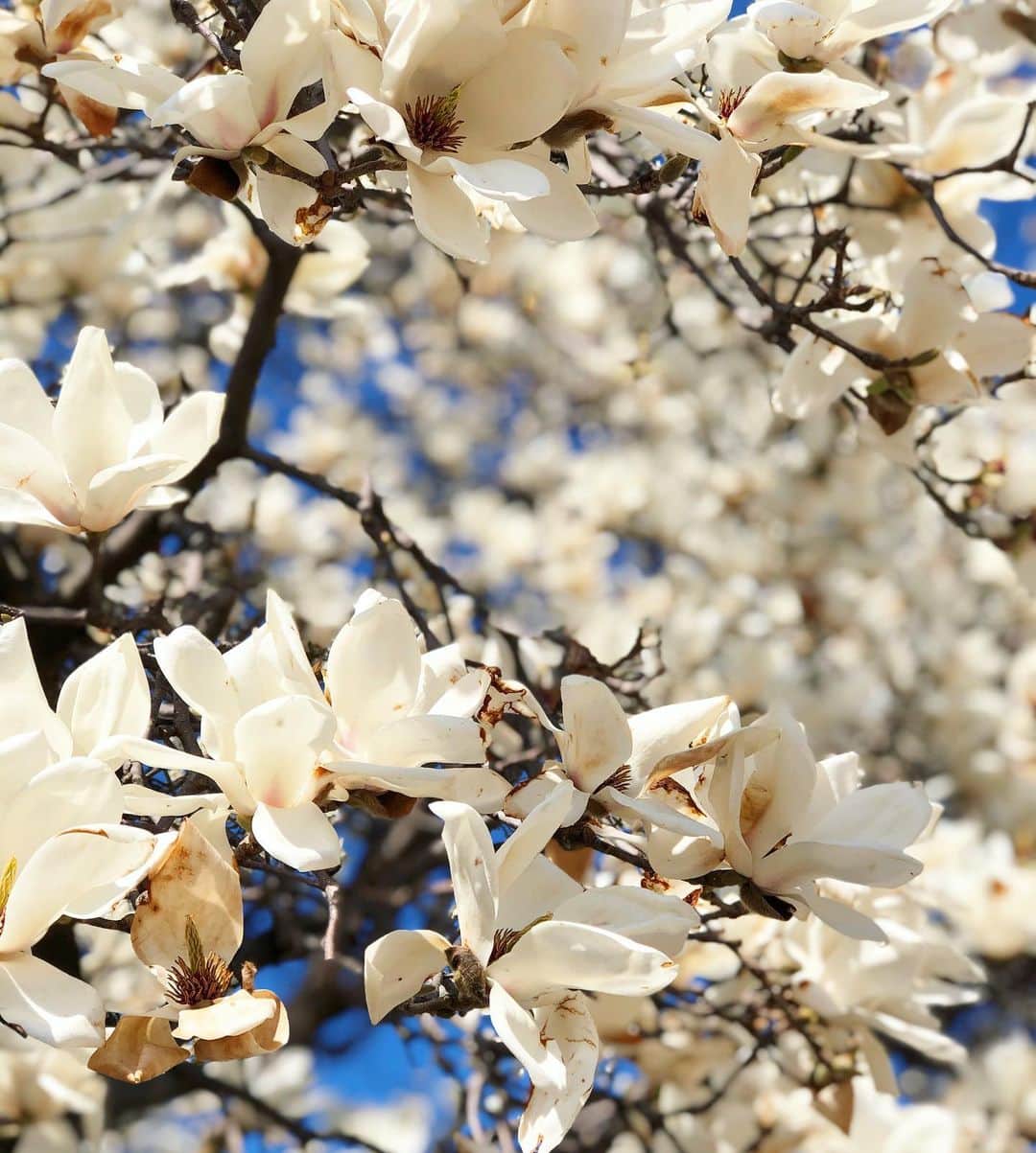 進藤やす子さんのインスタグラム写真 - (進藤やす子Instagram)「✳︎ 白木蓮も見事でした✨ . 桜の開花も待ち遠しいな〜。 ふうちゃん🐼は桜が満開の時にうちの子になったので、もうすぐ2年🥰 . . #ご近所フラワーウォッチング その3」3月14日 18時18分 - yasukoshindo