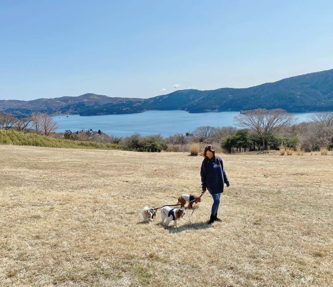 長谷川朋美さんのインスタグラム写真 - (長谷川朋美Instagram)「昨夜は遅くに箱根入り。  久々に箱根のお家に行きましたが 諸事情にて工事がストップしてるので 完成はまだ少し先です😅  でも#温泉 もあるしお部屋は使えるので こうしてたまりふらりとお泊まりに✨  夜遅くから一泊しただけなのに 凄いリフレッシュできた🥺  今日は#芦ノ湖 と#富士山 一望の #富士芦ノ湖パノラマパーク で ワンコたちとたくさん走って 芝生でお昼寝したり💤  本当に癒されました〜❤️  箱根のお家の近くの 洋食屋さんも開拓できて気に入ったし😆  さて、明日からまた葉山でお仕事に励みます👍  #箱根 #hakone #わんこのいる生活 #愛犬 #キャバリア #パピチワ  #シニア犬 #relax #refresh #healing #nature」3月14日 18時21分 - hasegawa.elena.tomomi