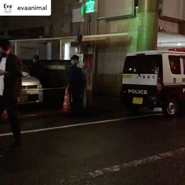 杉本彩のインスタグラム：「* * E vaのスタッフが昨晩、現場で対応しました犬のネグレクトについて改めてご報告です。  　　↓↓↓  Posted @withregram • @evaanimal 改めてご報告いたします。 多くの方に通報していただいた東京杉並区高円寺北のパーキングの車中に、柴犬とプードルが取り残されていた件ですが、昨晩9時前に警察に保護されました。  車は10日間以上停められた状態で、車内後部座席には自動給餌器はあるものの、赤ランプが点灯していたのでおそらく餌は切れていたと思われます。水は確認できませんでした。  現場に来た警察官から、杉並警察の生活安全課と話しをして欲しいとのことで、状況を説明し警察の対応について確認すると、飼い主とは連絡が取れているので対応している、とのことでした。 中の柴犬は元気そうでしたが、もう一匹の小さいプードルの動きが鈍く、またハーネスが後ろ脚に絡まっているように見え、このままでは衰弱してしまうので（すでに衰弱してたかも）早急な対応をお願いしましたが、4時間半近く現場は一向に動きませんでした。  中には「器物損壊罪で捕まってもいいから窓を割って保護しそのまま警察に行く。」と言って駆け付けた方も2名いらっしゃいました。 現場の警察官の方にも「心ある善良な市民を犯罪者にさせないためにも、早急に鍵を開けるもしくは窓を割ってください」と交渉しても受け入れてもらえず、また指が少しだけ入るくらい窓が開いていたのでそこからストローでせめて水だけでも入れさせてもらえないかと懇願するも聞いてくれませんでした。飼い主の車を守るというなら、飼い主の所有物である犬を守る必要もあるじゃないかと訴えても、判例がないと。 ですが現場で起きているのは、44条2項にある「給餌給水をやめ」「その健康及び安全を保持することが困難な場所に拘束し衰弱させること」の状況です。  現場では、休日なので動物愛護センターとの連携は難しいことから高円寺ニャンダラーズさんが受け入れ態勢をとって下さり、また診療も必要なのでハナの太田先生も待機して下さってましたが、「すべて警察で対処する」ということで警察に保護されました。  駆け付けてくれた区議の方が、その後署に連絡してくだったところ、2匹は食事もトイレもして元気でいるとのことで、今後の2匹について連携をとっていきたいと思います。  今回たまたま駆け付けて4、5時間で保護できましたが、気温が高い日だったら命を落とします。このような事案はこれから夏に向けて各地で多発するでしょう。 今回の事案を「保護されてよかったね」で終わらせず運用面、そして法改正その他出来ることにに繋げていきたいと思います。  現在、環境省の虐待のガイドライン作成に向けて、先日Evaは環境省からヒアリングを受けました。改めてこのガイドラインにも現場の対応について記載していただけるよう要望したいと思います。  現地には多くの方が心配してタオルやフードを持ってきてくださいました。一時預かりを希望される近所の方もいらっしゃいました。ありがとうございました。  #動物虐待許さない  #動物虐待は犯罪です  #動物環境福祉協会eva」
