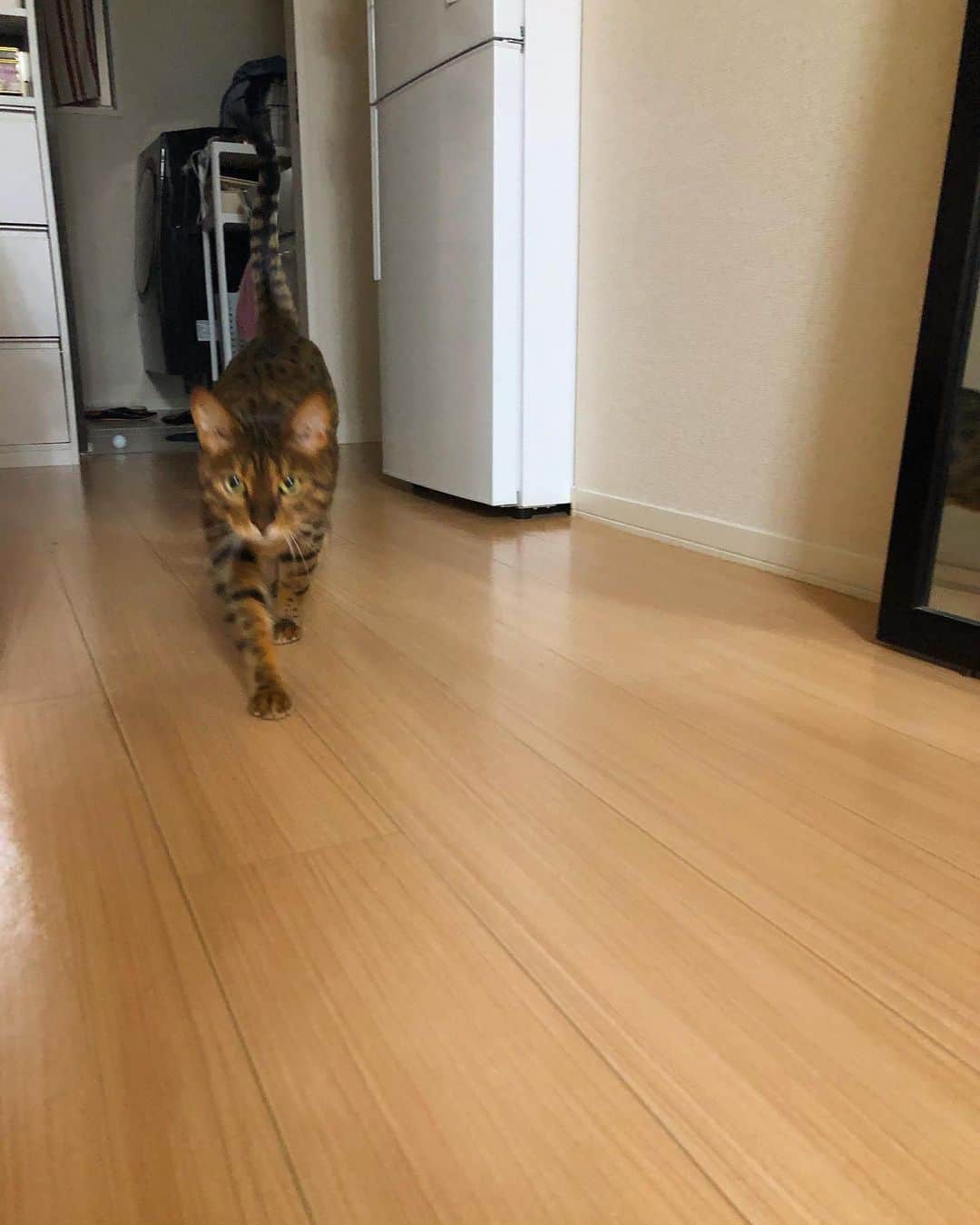 のインスタグラム：「こたさんも可愛いけどみるくも可愛い🤤﻿ ﻿ 仲良しだと思ってたけどお互いストレスがあったから顎ニキビが大量発生、、、、🐈﻿ ﻿ 引越しを機に友達のとこで幸せに暮らしてるみるく🐈﻿ ﻿ たまに会うのが幸せ🤤﻿ ﻿ #cat #catstgram #catlovers #nyamnyam #nya #nyaaa #こたちゅくん #にゃー #にゃんこ #猫 #ベンガル #ベンガル猫 #猫好きと繋がりたい #猫のいる生活 #写真好きな人と繋がりたい #写真撮ってる人と繋がりたい #みるく　#こたつ #兄弟」