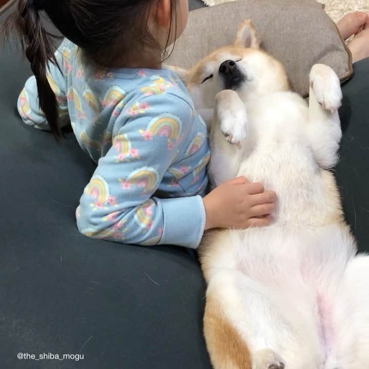 Moguのインスタグラム：「. 昨日投稿した動画の続きなの。 #赤ちゃんもぐちゃん  ①👧Mogu chan is cute. #そうでしょ可愛いでしょ #それ狙って生きてるんだわ日々 ②👧Did Mogu chan used to be 0 years old? #そうだよ #だけど今も0歳の時の気持ち忘れてないから #甘やかしてもらっていいから #誇り高き柴犬  . @the_shiba_mogu  #柴犬 #shibainu #shiba#赤柴 #redshiba#犬 #dog#しばいぬ#nannydog#犬と子供#子供と犬#柴犬と子供#柴#赤ちゃんと犬#犬と赤ちゃん#柴犬と赤ちゃん#赤ちゃんと柴犬#柴犬のいる暮らし#子守犬」