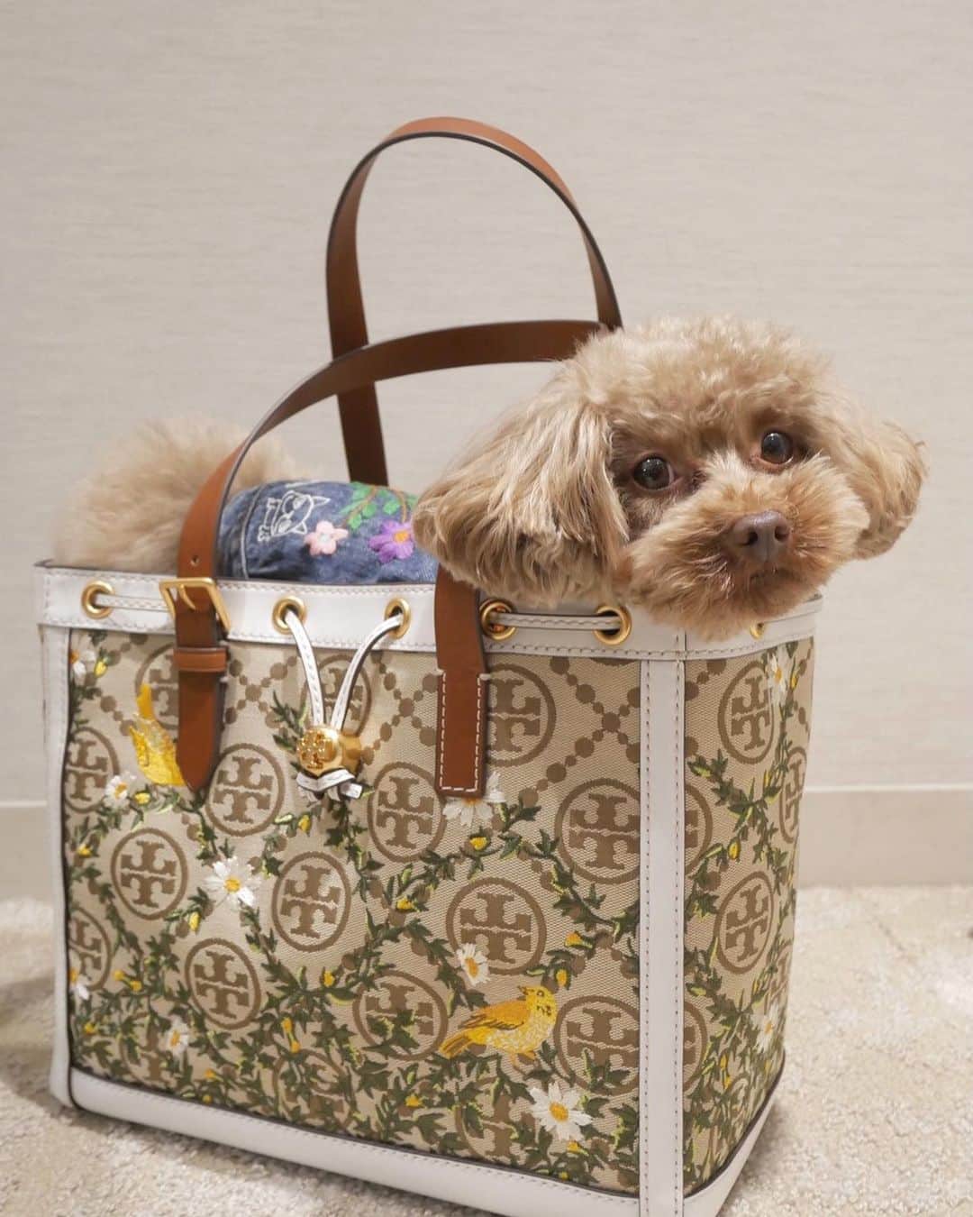大政絢さんのインスタグラム写真 - (大政絢Instagram)「どうぶつピースの収録に出演するからママと一緒にお出掛け🐶 鞄に入ったら連れて行って貰えると思ったけどそれはママの鞄でしょう〜って言われちゃった🐶  ママのマネージャーさんがなんか一生懸命私の写真を撮っていたけれど、、、はて？🐶私モデル犬になれちゃうのかしら？🐶  #犬の気持ち #親バカ#toryburch  の鞄にすっぽりはいるなちゅ #bag  を下に置くと連れて行って貰えるとおもって毎回入る でも、そこが可愛い… はぁー朝仕事に出たばかりなのに夕方にはもう会いたくなる🌿ちびたちが大好きな親バカに付き合って頂きありがとうございます笑」3月14日 21時06分 - aya_omasa_official
