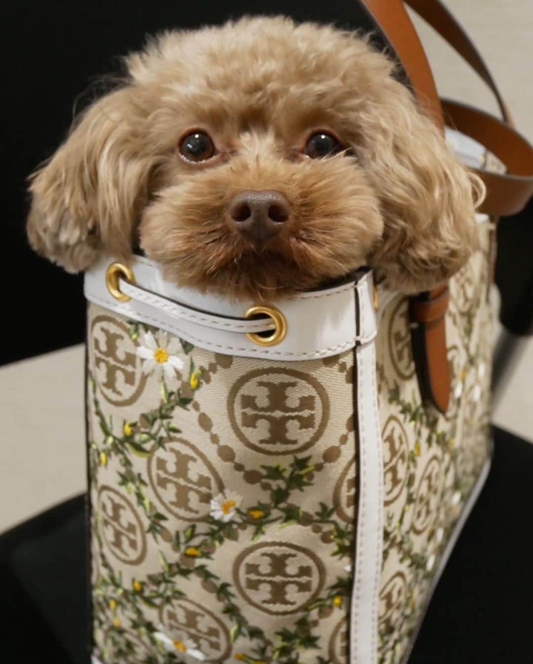 大政絢さんのインスタグラム写真 - (大政絢Instagram)「どうぶつピースの収録に出演するからママと一緒にお出掛け🐶 鞄に入ったら連れて行って貰えると思ったけどそれはママの鞄でしょう〜って言われちゃった🐶  ママのマネージャーさんがなんか一生懸命私の写真を撮っていたけれど、、、はて？🐶私モデル犬になれちゃうのかしら？🐶  #犬の気持ち #親バカ#toryburch  の鞄にすっぽりはいるなちゅ #bag  を下に置くと連れて行って貰えるとおもって毎回入る でも、そこが可愛い… はぁー朝仕事に出たばかりなのに夕方にはもう会いたくなる🌿ちびたちが大好きな親バカに付き合って頂きありがとうございます笑」3月14日 21時06分 - aya_omasa_official