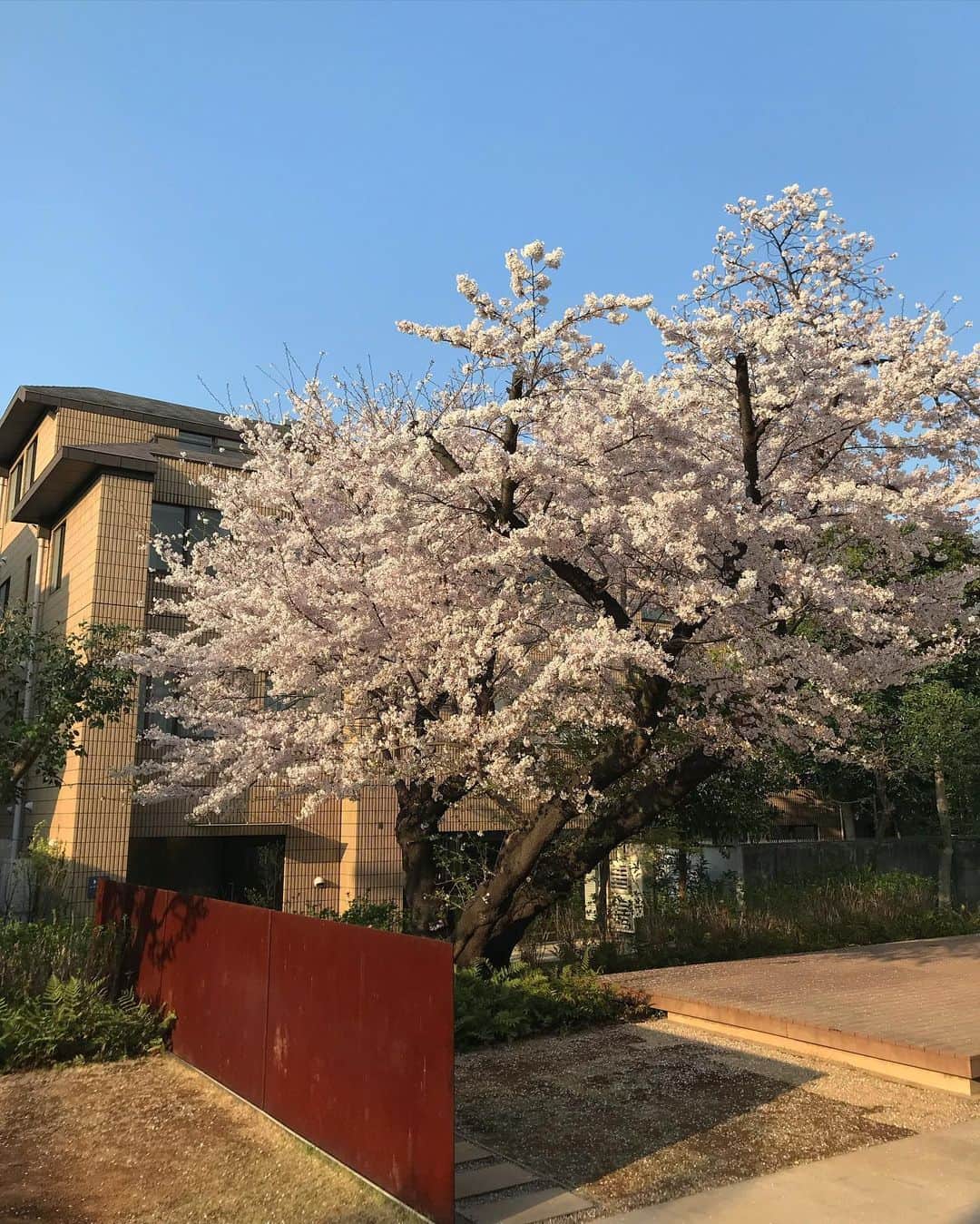 岡清華のインスタグラム：「【 3/28 sun. お花見🌸Raja Yoga& 那須Lunch会 w/ Purusa🐶 @広尾 @courtyard_hiroo のお知らせ 】  皆様こんばんは！ 昨年末に感謝祭を行ったリアルイベントが 非常に好評頂いたため、春のお花見会🌸として 今月も、開催が決定致しました！  テーマは、 "桜と和モダンアーユルヴェーダ''  Specialすぎるコンテンツが勢揃い✨これは逃せませんよ！！ (全てオンラインでも参加頂けます！🖥)  __________________________  3月28日 (日) 🌸 コートヤード広尾 @courtyard_hiroo   ①10:00-12:00 Raja Yoga & 那須の春の御弁当 　⑴MOTHERコミュニティメンバー限定会 ②12:00-14:00 Raja Yoga & 那須の春の御弁当   ⑵全ての方にご参加いただける会  ③15:00-16:30 季節の過ごし方とカンタンお料理教室 講師: Team member Nozomi @non.food   それぞれお申し込みは、 MOTHER @mother___jp web siteのEvent pageより✔️  ストーリー・ハイライトからも飛べます👆swipe up!  ______________________________  ※ ①② の会について。  ⑴コミュニティメンバー限定会 ⑵全ての方にご参加頂ける会  こちらは共に、私のRaja Yoga🧘‍♀️のクラスを スタジオにて行った後に、テラスやラウンジへ移動して、 MOTHERのパートナーでもある那須の娘 @nasu_musume  の、生命力と家族愛がたっぷりな調和が取れた お米、お野菜、味噌、麹を使った和のアーユルヴェーダランチ をお召し上がりいただけます！😋🤍  〜ランチを作って配達してくれるのは、 愛と信頼に溢れる大泉工場西麻布店! @oizumi_kojo_nishiazabu 〜  更には、 大泉工場コンブチャ @kombuchaship チームから、 当日お越しくださった皆様に、ボトリングコンブチャをプレゼント！ させていただけることになりました😍  ランチ後は、自由に交流いただきながら、 桜🌸の風景をより満喫いただけるよう、 お抹茶と、和スイーツ(発酵あんこ⁈)を 皆様に無料で立ち寄っていただけるキッチンカーを 常設していただいています。✨ ( こちらは、③の15:00〜の会にご参加の方も、 スタート前にお立ち寄りいただけます！)   ※①②は、どちらも内容としてはほぼ同一です。 ※①や②にご参加の方も③に追加申し込み可能です。  ______________________________  ※③の会について。 MOTHERチームメンバーのNozomiさん @non.food  が、 この季節にぴったりの食と暮らしのWSとして 那須の娘のお野菜をフル活用したレシピで簡単なお料理教室を 開催くださることになりました！😍  勿論私も同席します。 こちらはオンラインでの参加でも十分お楽しみ いただけると思うので是非遠方の皆様も、 お申し込みくださいませ！🙏  ______________________________  当日は、那須の娘を始めとし、 MOTHERのバックオフィスや関係者が集合！😭❤️  写真3.4枚目のクロレラと新作のブレンドオイルも お試しいただけるチャンスです✨  更には… MOTHERの看板犬としてスクスク育っている プルシャ🐶 @w_purusa を皆様に初お披露目🤍  私自身、大好きで大切なヒト・モノ・コトが、 大集結するこれ以上にない日。 とっても、とっても、とっても楽しみです😍  沢山の皆様とお会いできますことを、心より楽しみにしております。 宜しくお願い致します☺️🙏✨  ※ちなみに2枚目は、 コートヤード広尾でヨガインストラクターとして勤務していた頃の 取材で撮影いただいた写真。緑が豊かでとても綺麗。私は少し若い。😆  #MOTHER #アーユルヴェーダ #和モダンアーユルヴェーダ #桜 #お花見 #那須 #お弁当 #日本 #Sakura #Hiroo #Japan #Ayurveda #rajayoga #ラージャヨガ #ヨガ #広尾 #イベント」