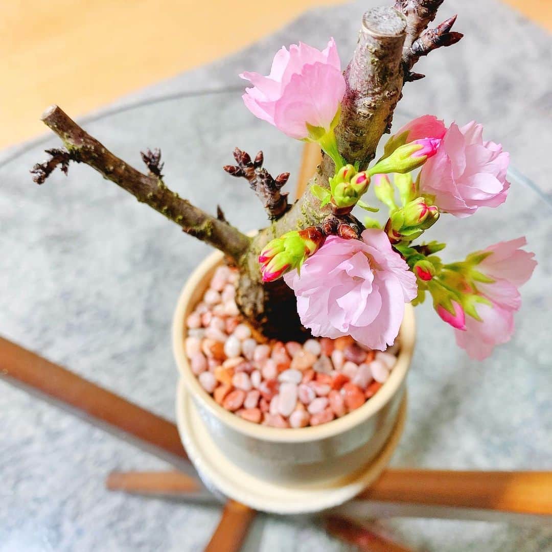 名塚佳織さんのインスタグラム写真 - (名塚佳織Instagram)「🌸 先日購入した時…  丁寧にお手入れしてあげたら ＂来年には＂花開きます🌸  と言われたのですが…  既に開花しました♡  めっちゃ嬉しい(∩˶ˊ ᗜˋ˵∩) #桜 #開花 #春」3月14日 22時25分 - nazuka_kaori424