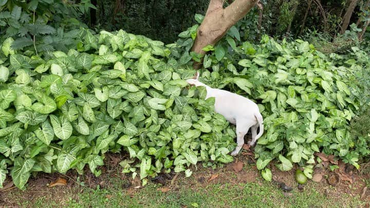 ラファエルのインスタグラム：「JIMMY has now a small forest to explore on his backyard. This is him getting high between plants. He loves to do this immersive experience since he was a puppy. I think he loves the sensation of the leaves on his face and skin, like we like that head massage with a cheap wire gadget we find everywhere. He stayed there for 4 minutes and leave. I get high on watching him having fun and we still have the whole world to explore. . .  JIMMY agora tem uma pequena floresta para explorar no quintal. Ai ta ele chapado entre as folhas. Ele adora essa experiencia imersiva nas plantas desde que era filhote. Acho que ele ama a sensacao das folhas no rosto e sobre a pele, igual a gente gosta daqueles massageadores de cabeça de arame. Ele ficou ali por 4 minutos e saiu. Eu fico chapado vendo ele se divertindo e a gente ainda tem muito lugar pra explorar」