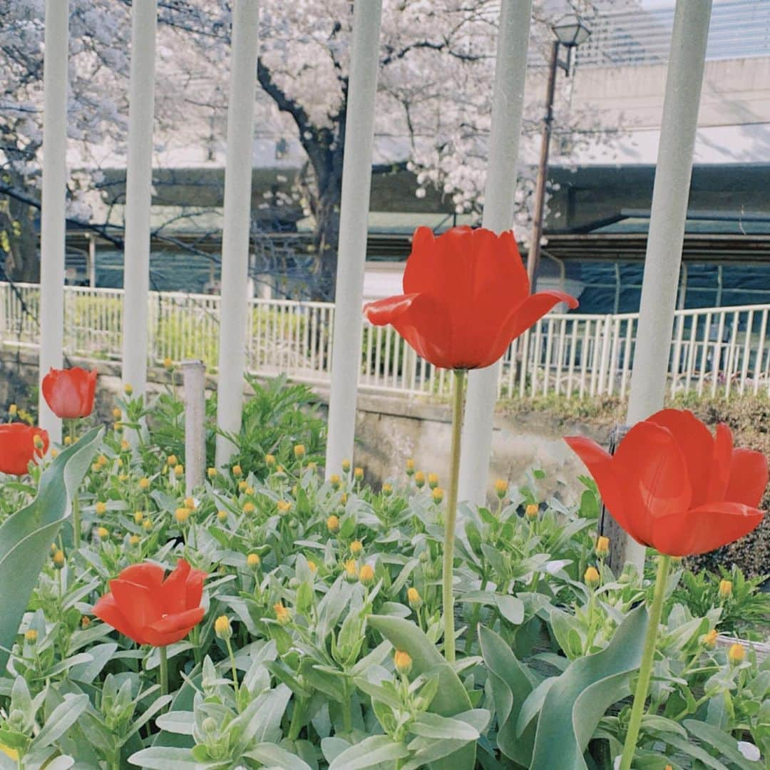 有村藍里さんのインスタグラム写真 - (有村藍里Instagram)「可愛いお花。」3月29日 18時09分 - arimuraairi