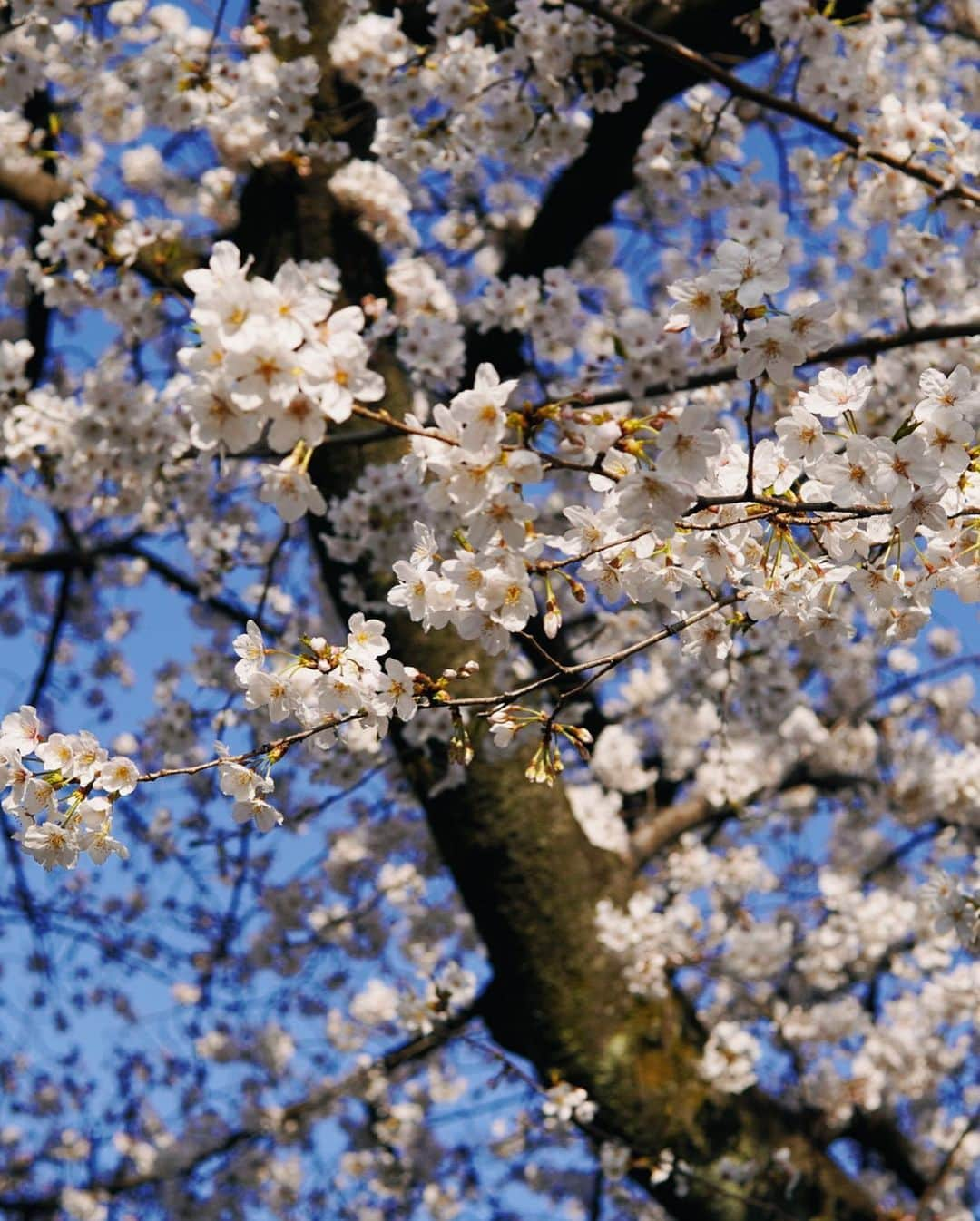 蒼山幸子さんのインスタグラム写真 - (蒼山幸子Instagram)「かわいい桜を たくさん見た日。の写真。 めいいっぱい咲いてるのを 見るだけで 心が柔らかくなります。💐 そして今のこの時期の、 ちょっと甘い夕暮れの空の感じ。 大好きです。 #桜並木 #今日のふく」3月29日 18時20分 - sachiko_aoyama