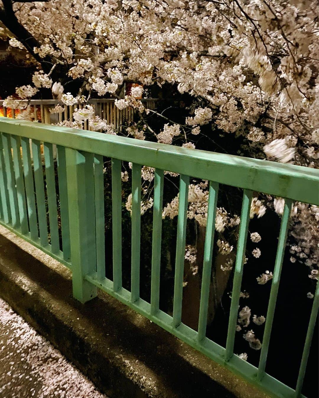 蒼山幸子さんのインスタグラム写真 - (蒼山幸子Instagram)「かわいい桜を たくさん見た日。の写真。 めいいっぱい咲いてるのを 見るだけで 心が柔らかくなります。💐 そして今のこの時期の、 ちょっと甘い夕暮れの空の感じ。 大好きです。 #桜並木 #今日のふく」3月29日 18時20分 - sachiko_aoyama