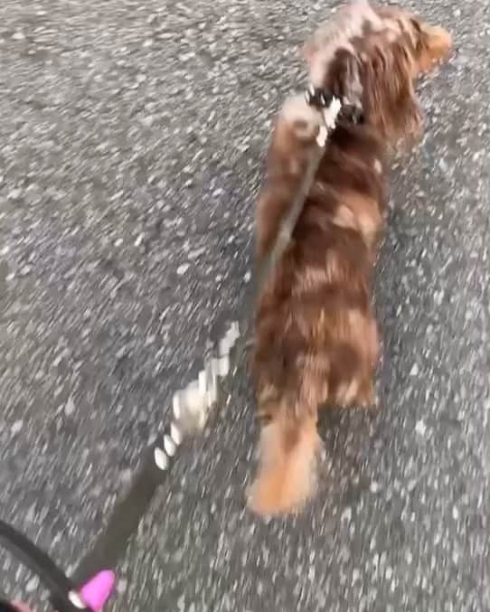 EMMAのインスタグラム：「🐶🐾」