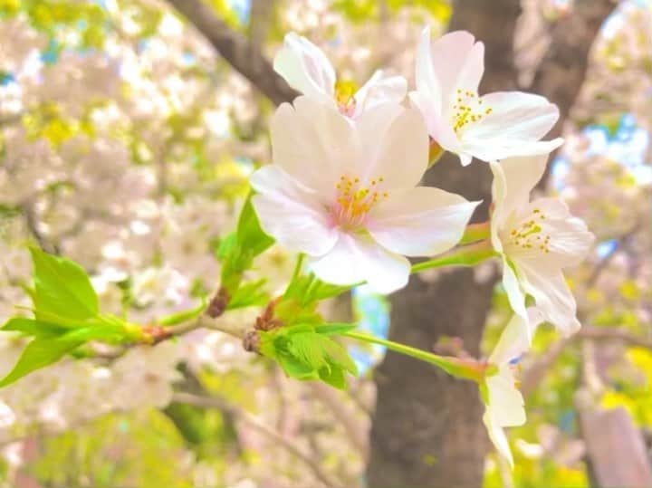 土橋ココのインスタグラム：「🌸✨💛📷」