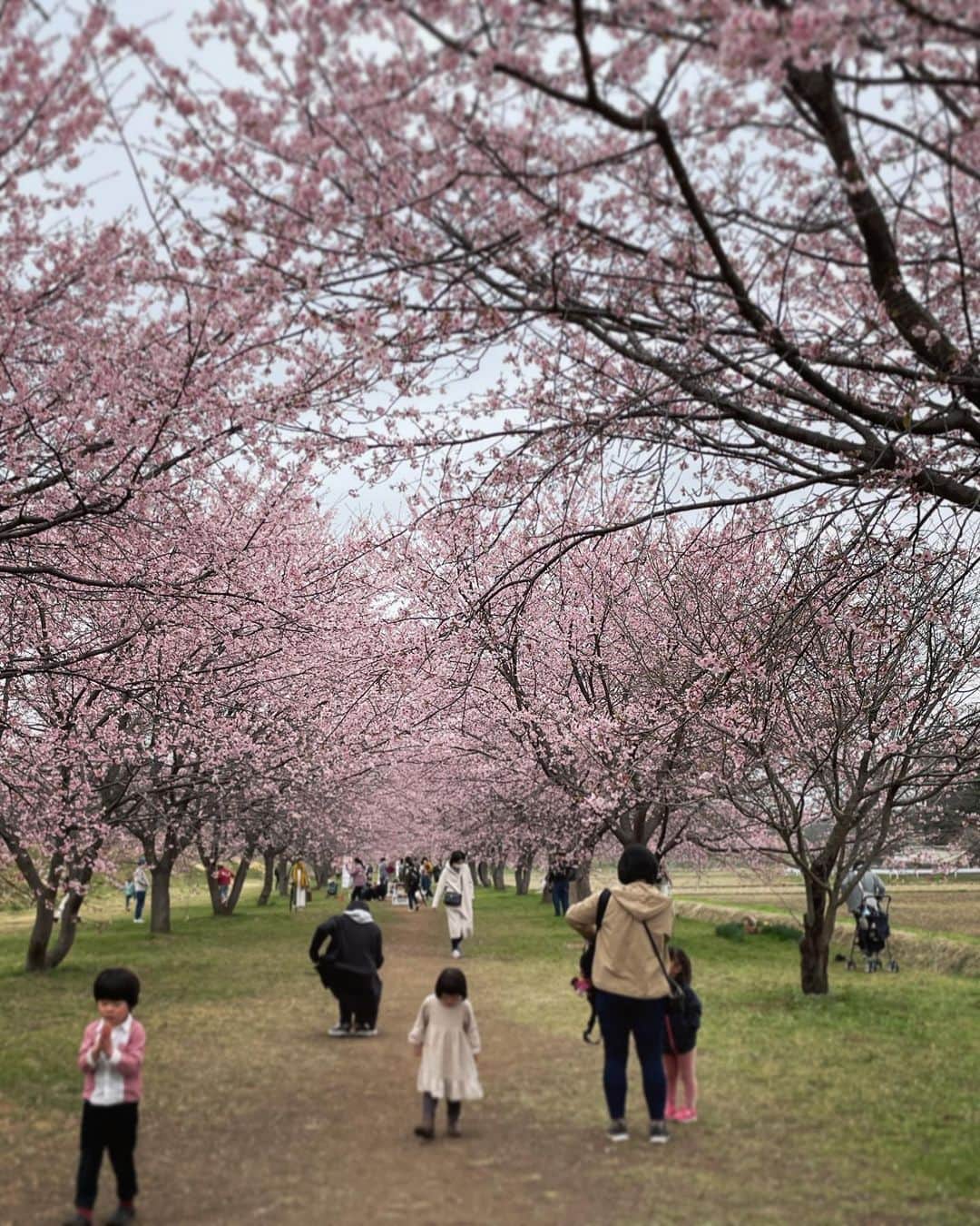 天舞音さらさんのインスタグラム写真 - (天舞音さらInstagram)「今年の桜は見納めかなぁ🐰🌸 来年は座ってお花見ができる世の中になるといいな😌💐  I wish I could see beautiful cherry blossoms while laughing with many friends next spring.  #cherryblossom #springflowers」3月29日 19時07分 - sara.amane