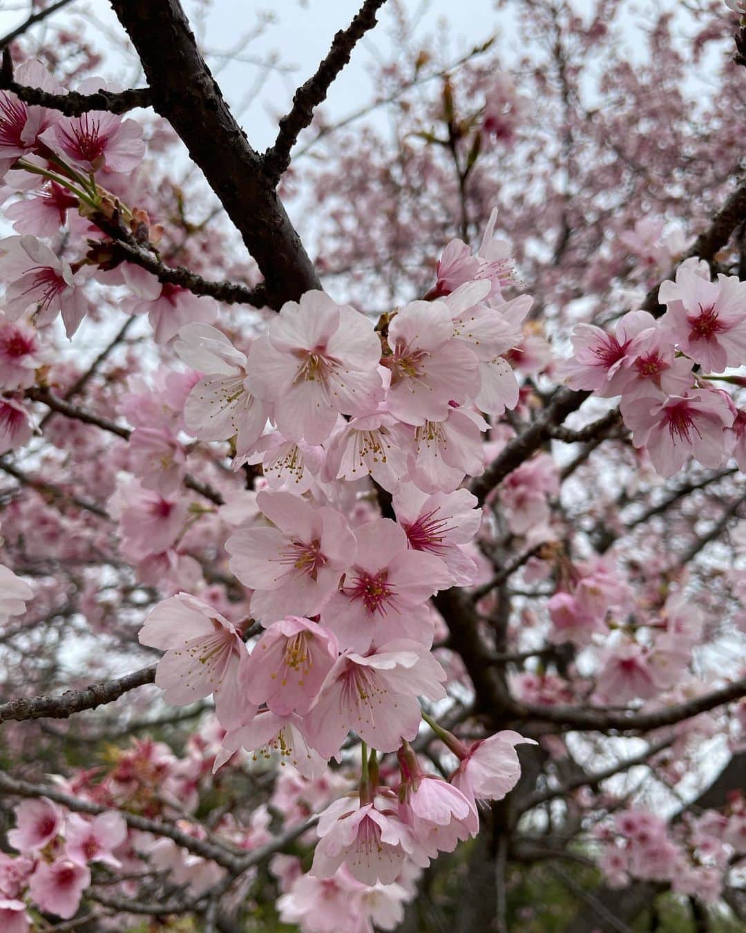 天舞音さらさんのインスタグラム写真 - (天舞音さらInstagram)「今年の桜は見納めかなぁ🐰🌸 来年は座ってお花見ができる世の中になるといいな😌💐  I wish I could see beautiful cherry blossoms while laughing with many friends next spring.  #cherryblossom #springflowers」3月29日 19時07分 - sara.amane