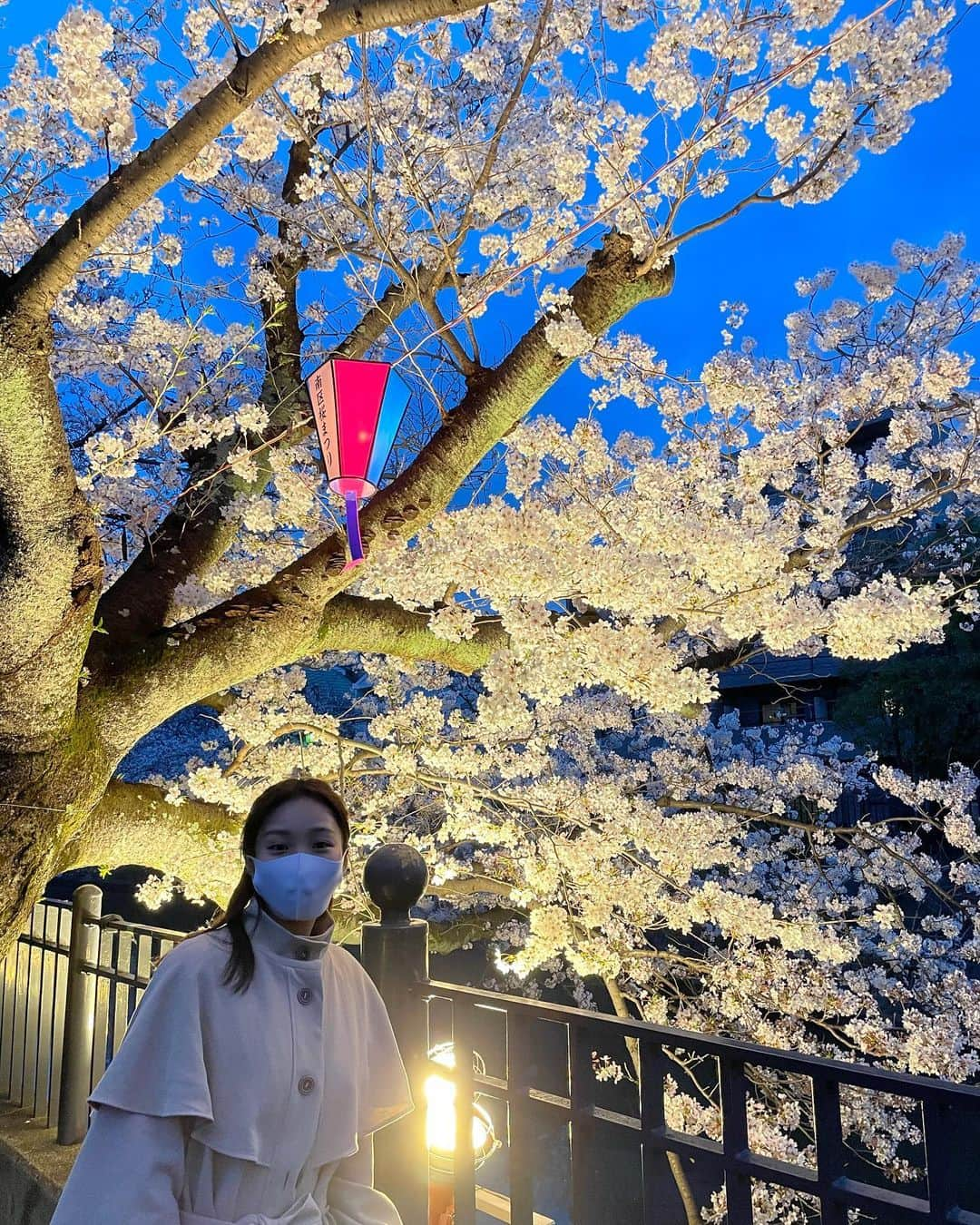 天舞音さらのインスタグラム：「今年の桜は見納めかなぁ🐰🌸 来年は座ってお花見ができる世の中になるといいな😌💐  I wish I could see beautiful cherry blossoms while laughing with many friends next spring.  #cherryblossom #springflowers」