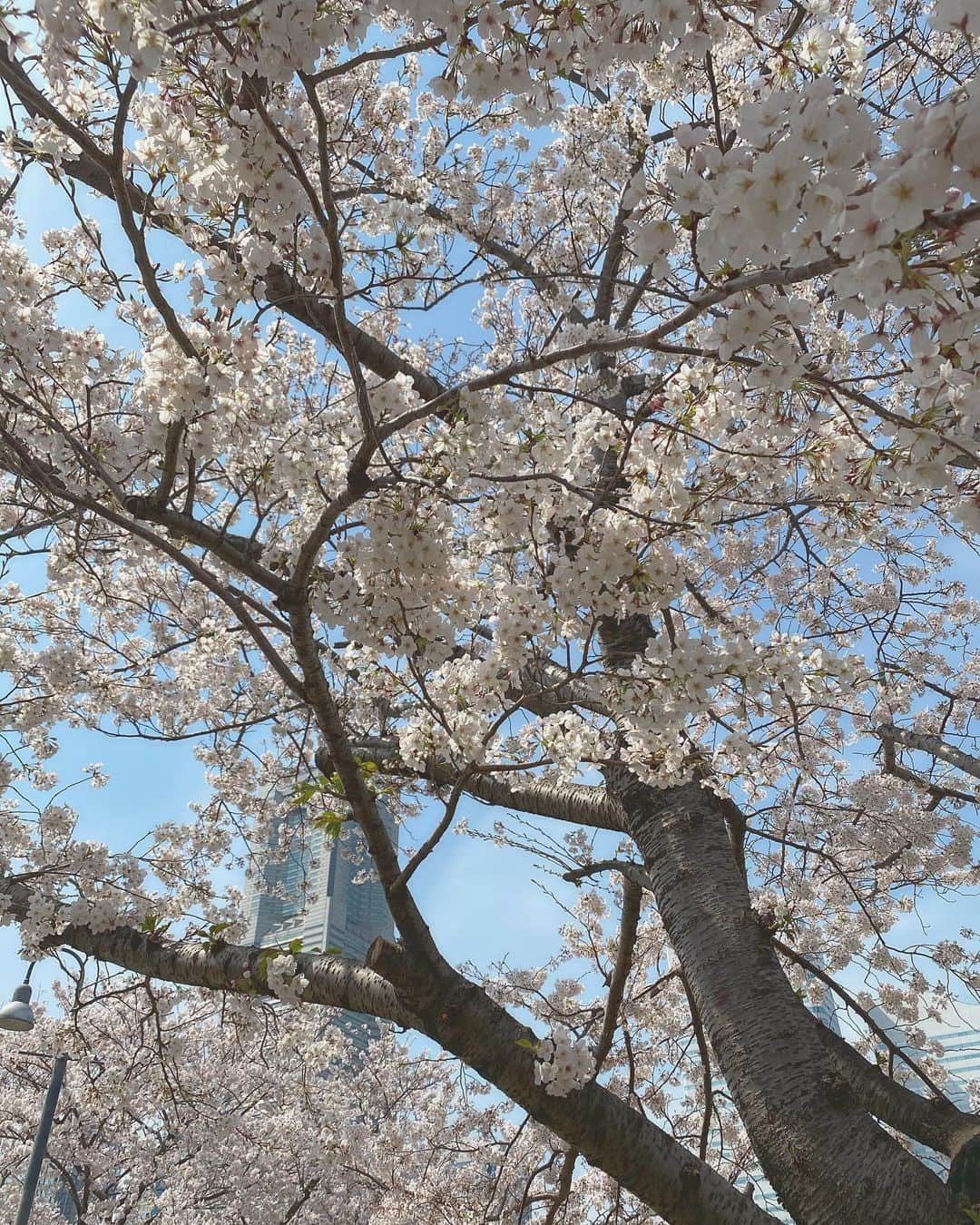 東城茉里のインスタグラム：「🌸」