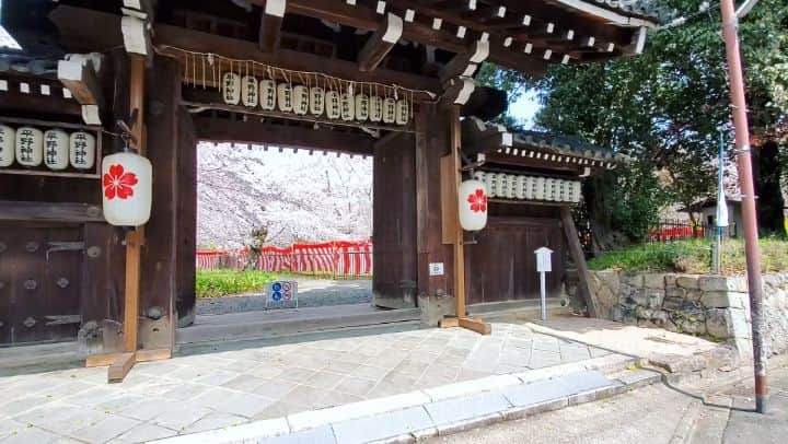 竹内弘一のインスタグラム：「泣く！涙出る！桃源郷か？楽園か？ まさに絶頂！きょう、あすかな？ #平野神社 #桜 #cherryblossom #京都 #kyoto」