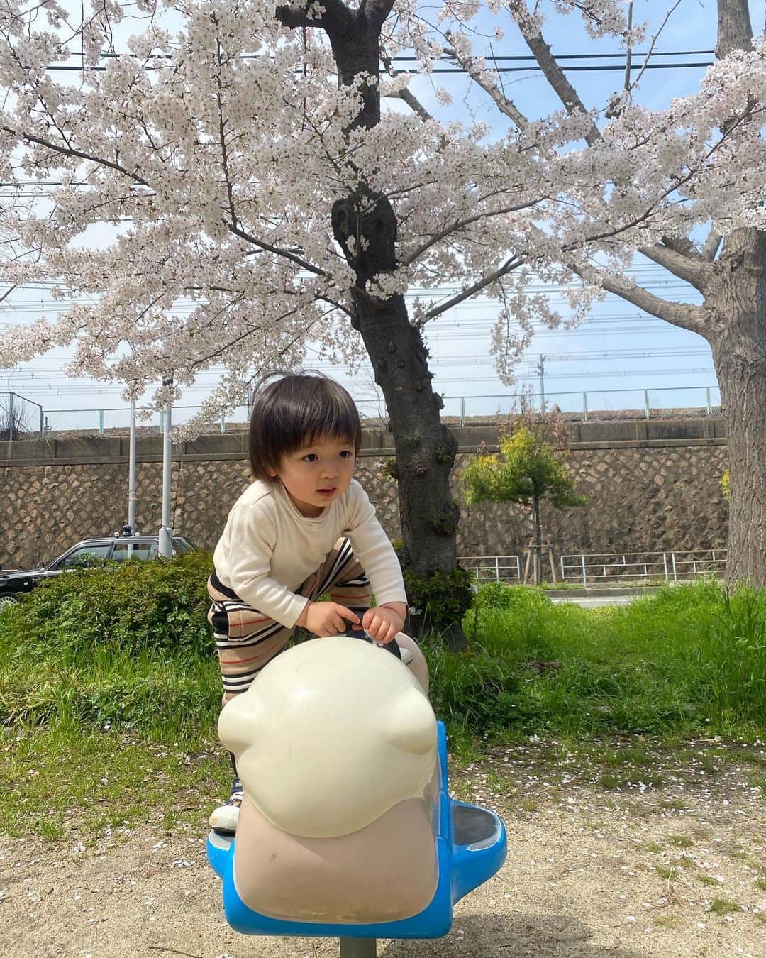 伊藤良夏のインスタグラム：「電車も通るし飛行機も飛ぶし、遊具も充実している会社の近くのこの公園に最近ハマっています👦🏻 桜が満開でとても綺麗🌸 #1歳10ヶ月」