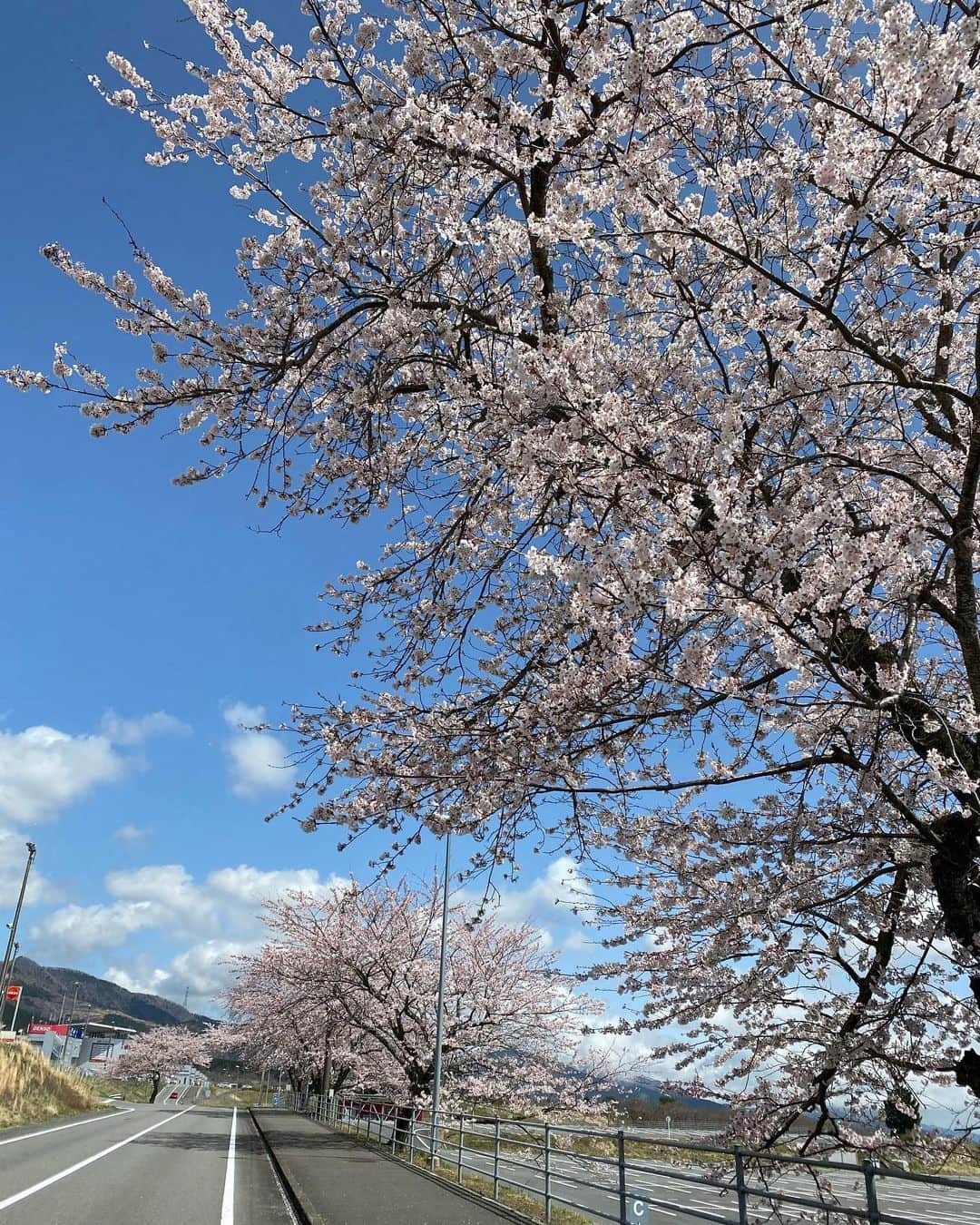 織戸学さんのインスタグラム写真 - (織戸学Instagram)「本日の 富士スピードウェイは、 桜🌸も満開  天気最高。  #maxorido」3月29日 11時46分 - maxorido