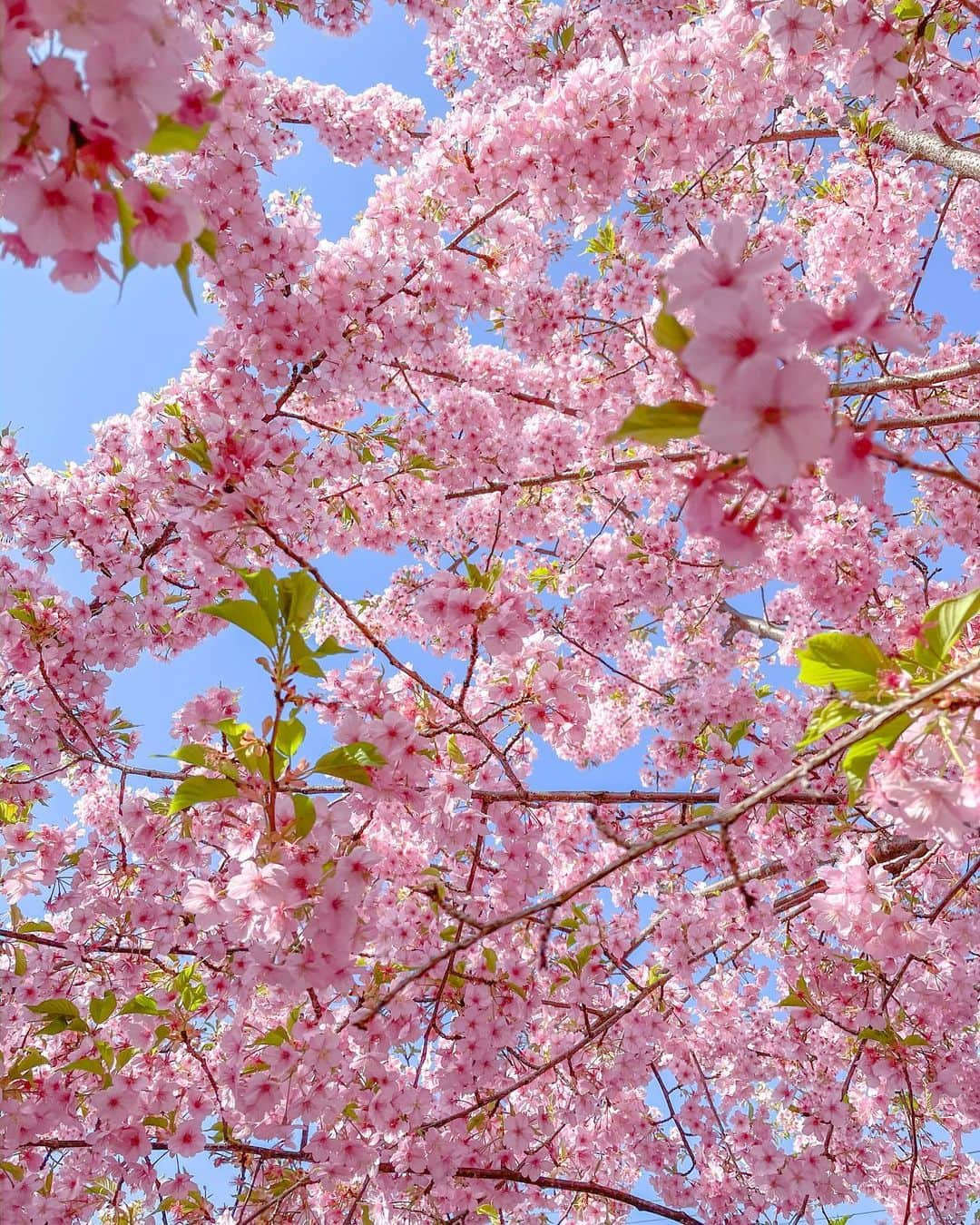 ちかちゃさんのインスタグラム写真 - (ちかちゃInstagram)「. 春のよき日だね＊ . . . #春 #桜 #さくら #sakura #flowers」3月29日 12時17分 - ch1kaphoto