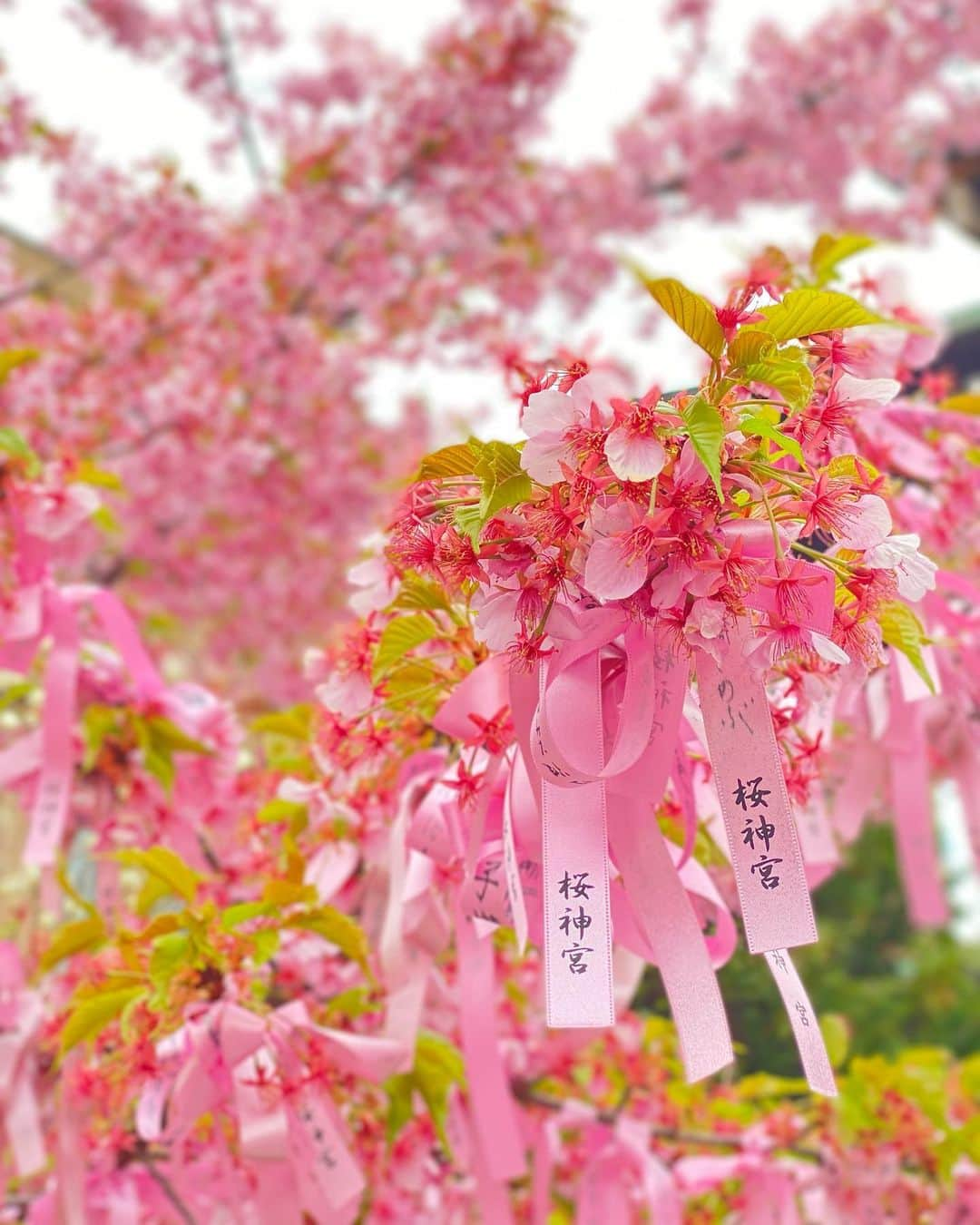 新藤まなみさんのインスタグラム写真 - (新藤まなみInstagram)「﻿ ﻿ 誰かお花見しない？？😘🌸🍡🌸💓﻿ ﻿ と、その前に😂😂😂🙌🏻🙌🏻🙌🏻﻿ 腰の調子が悪すぎてHHH ( @hhh3stagram )にお邪魔しております。﻿ ﻿ 整体、鍼、灸、なんでも来いのゴッドハンド！﻿ 村松さん👉( @muramatsugram ) ありがとう😭😭﻿ ﻿ 明日大事な撮影やから今日もメンテナンスしてくる、、﻿ ﻿ #hhh #整体　#鍼 #灸　#治療　#鍼治療 #表参道　#エイチスリー﻿」3月29日 12時35分 - manami_official_