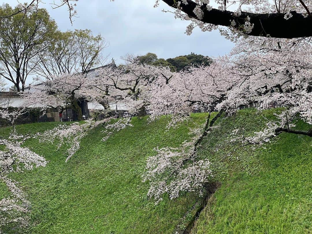 近藤みやびさんのインスタグラム写真 - (近藤みやびInstagram)「武道館の桜綺麗すぎた🌸」3月29日 12時38分 - miyabiiiii_kondooooo