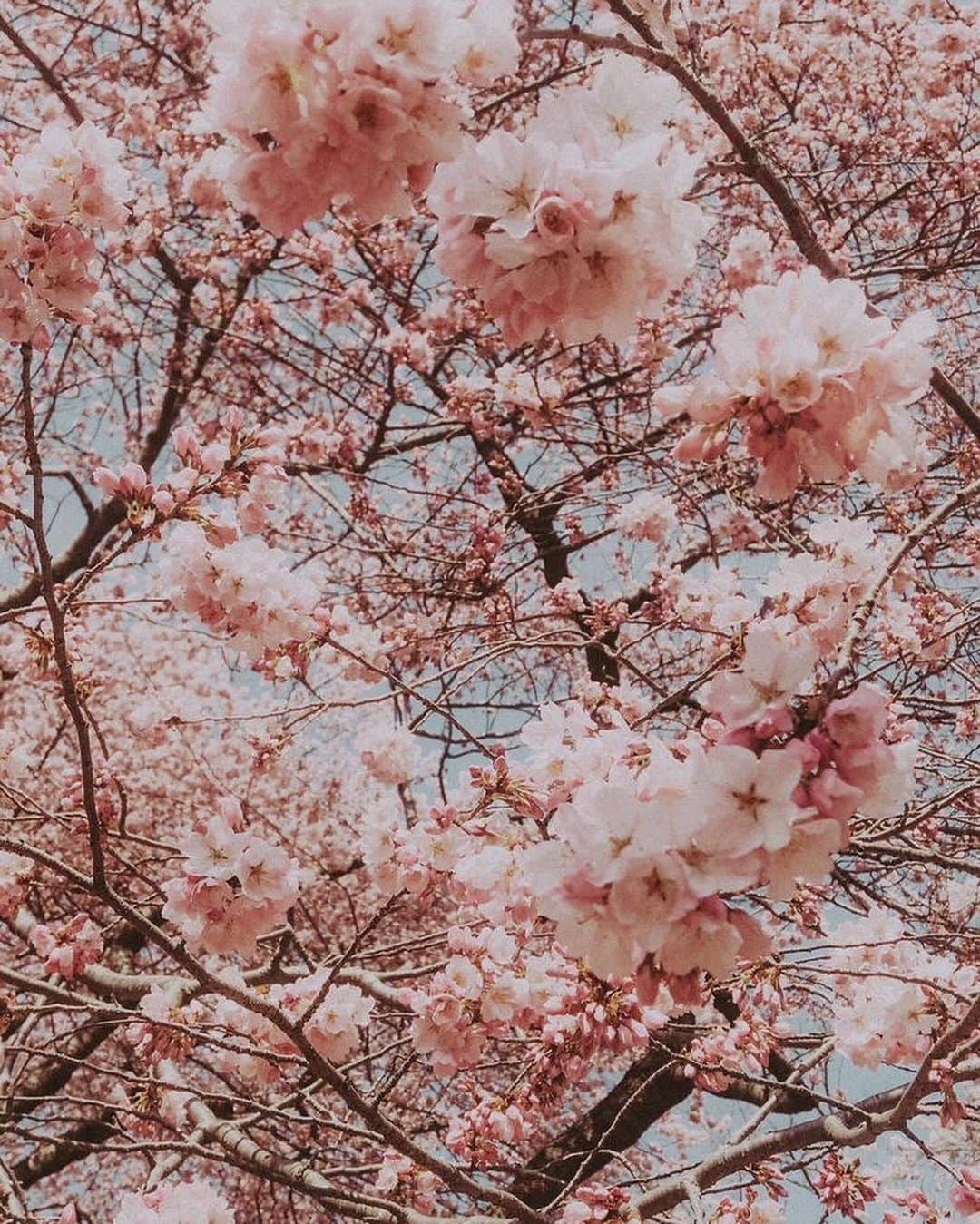 堀江聖夏さんのインスタグラム写真 - (堀江聖夏Instagram)「𝕊𝔸𝕂𝕌ℝ𝔸 🌸﻿ ﻿ The cherry blossoms are in full bloom𓂃◌𓂂 ﻿ ﻿ 祖父と桜🌸 ﻿ #桜﻿ #sakura﻿」3月29日 13時13分 - mina_horie