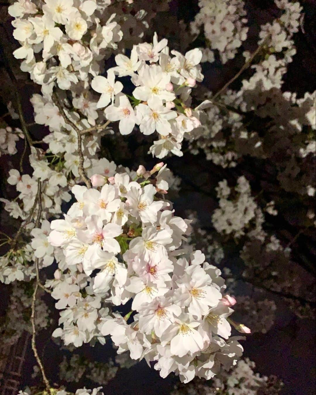 堀江聖夏さんのインスタグラム写真 - (堀江聖夏Instagram)「𝕊𝔸𝕂𝕌ℝ𝔸 🌸﻿ ﻿ The cherry blossoms are in full bloom𓂃◌𓂂 ﻿ ﻿ 祖父と桜🌸 ﻿ #桜﻿ #sakura﻿」3月29日 13時13分 - mina_horie