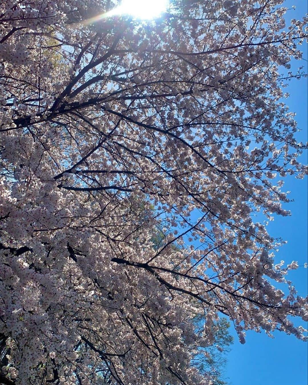 堀江聖夏さんのインスタグラム写真 - (堀江聖夏Instagram)「𝕊𝔸𝕂𝕌ℝ𝔸 🌸﻿ ﻿ The cherry blossoms are in full bloom𓂃◌𓂂 ﻿ ﻿ 祖父と桜🌸 ﻿ #桜﻿ #sakura﻿」3月29日 13時13分 - mina_horie