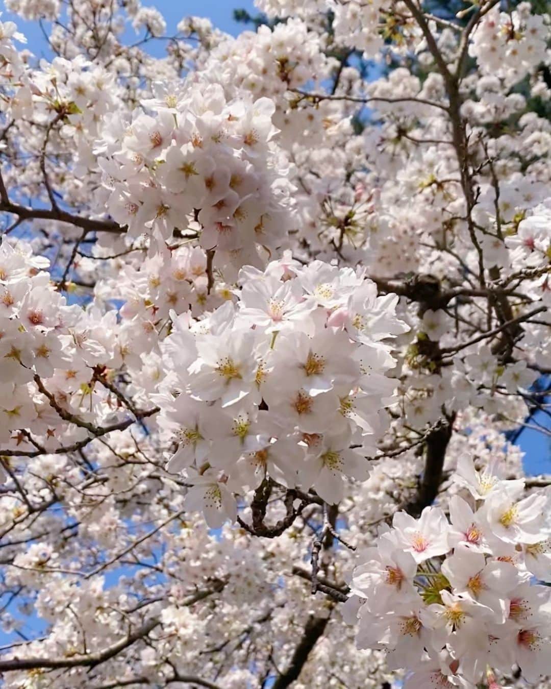 のインスタグラム：「🌸」