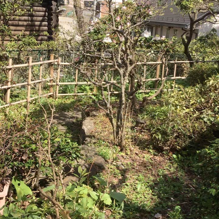 紫栄庵のインスタグラム：「横浜の「紫栄庵」のお庭にある舟岩から流れ出る水が地下に落ち、水琴窟を鳴らしています。 とても澄んだ音色です。　  #ロケハン　#ドラマ　#C M撮影　#成人式前撮り  #コスプレ　#鬼滅の刃　#とうらぷ　写真館」