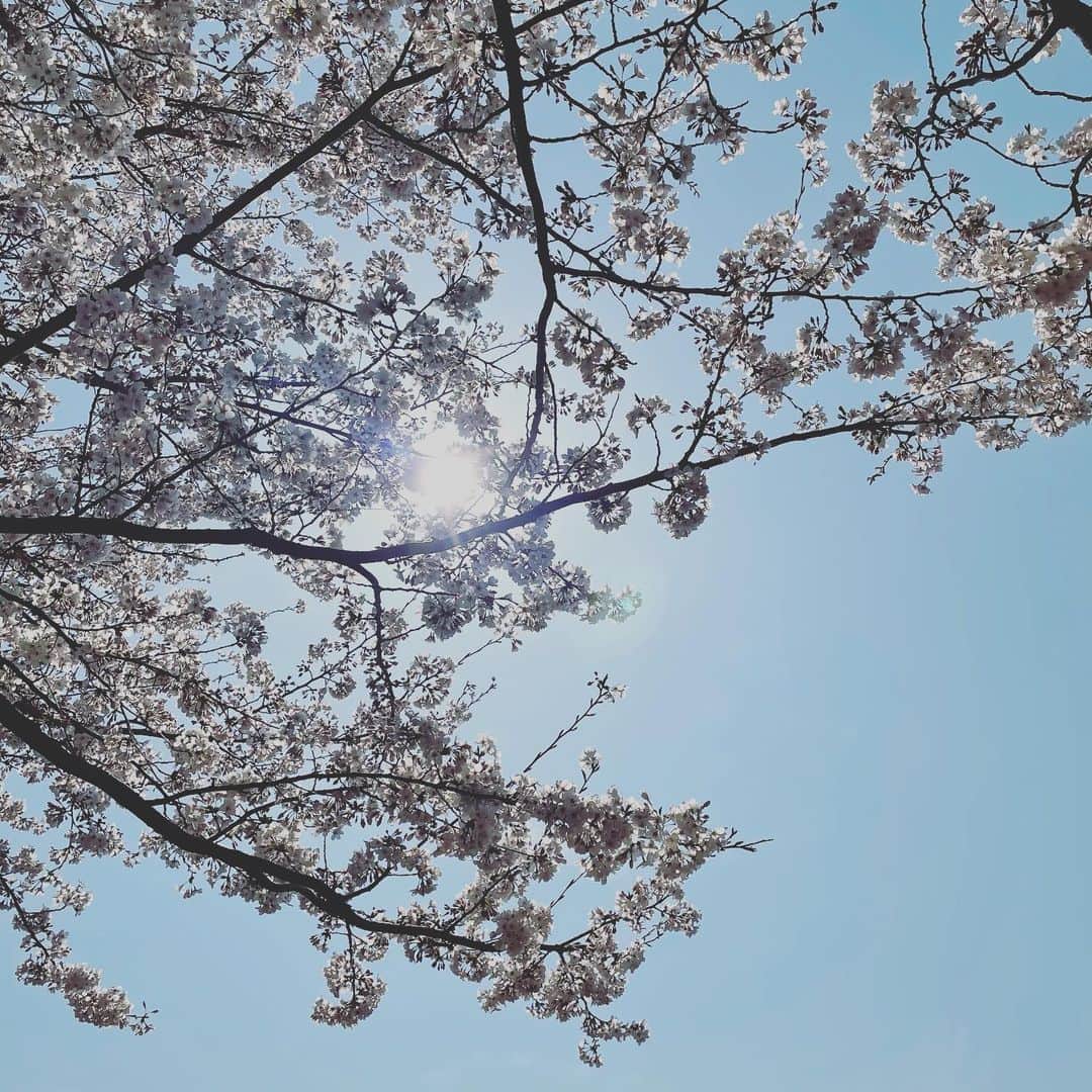 345さんのインスタグラム写真 - (345Instagram)「天気が、めまぐるしく、変わる日々ですね。 散っていく姿も綺麗だなー  #桜」3月29日 14時07分 - 345.uu