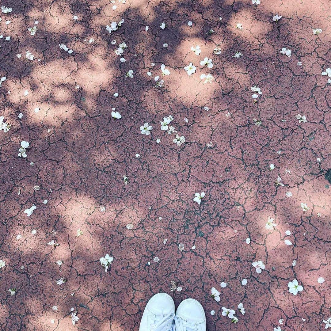 のインスタグラム：「天気が、めまぐるしく、変わる日々ですね。 散っていく姿も綺麗だなー  #桜」
