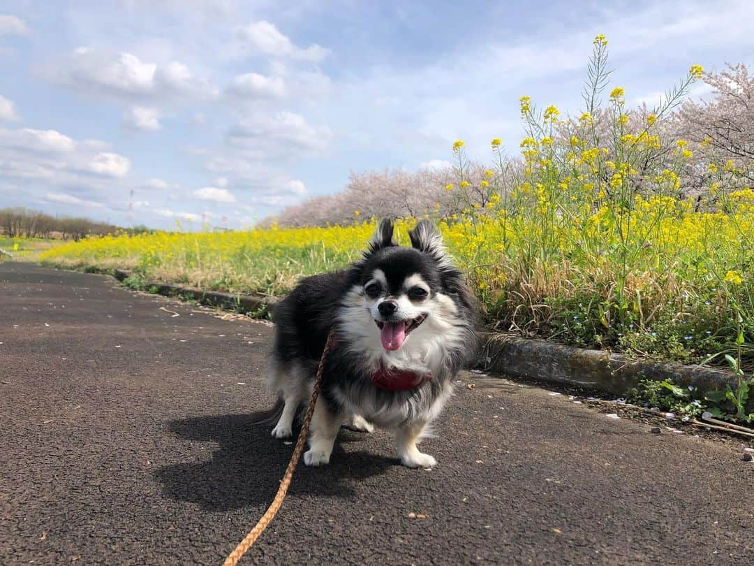 小野真弓さんのインスタグラム写真 - (小野真弓Instagram)「こんにちわわ🐾 ハナちゃんでつ😊 おじいちゃんちに来まちた。 流山も菜の花と桜が綺麗でつよー🌸🌼✨(о´∀`о) おかーさんは、 うちにはハナちゃんとハルくんがいるから、 一年中どこにいてもハルでハナ見が出来るねぇ☺️って、 言いながら歩いてまつよー👣 ぽかぽか✨とっても平和な午後でつ。 あたちは、オヤツ弁当がたのちみでつ❣️🍙🍖🧀😋 🌸🌸🌸🌼🌼🌼🌱🌱🌱 #ハナハル散歩#桜#菜の花#関宿城#千葉県#利根川#江戸川#わん散歩風景#犬のいる暮らし#doglover #いぬすたぐらむ #犬ばか部 #チワマル#ハルくん#chihuahua #maltese #mixdog #チワワ#ハナちゃんの独り言#ちわわせ おかーさんもハナちゃんも ちわわせ過ぎて半目だよ👀😏 ハルくんは、はしゃぎ過ぎて暑くて、お水がぶがぶ 途中でTシャツ脱ぎました🐾」3月29日 14時20分 - hanaharuaroi