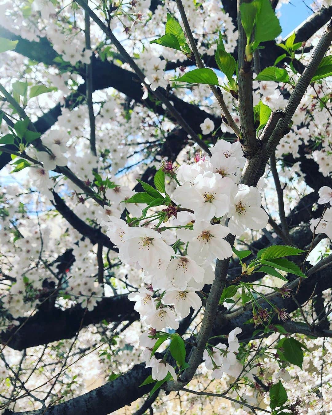 リンさんのインスタグラム写真 - (リンInstagram)「今年も会えたね🌸  #桜 #サクラ #さくら #sakura  #春」3月29日 14時28分 - lynn.06.01