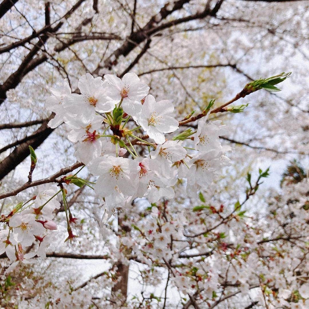 ももさんのインスタグラム写真 - (ももInstagram)「春うまれ春そだち！！！ いちばん好きな季節がやってきた🌸 #にこにこ」3月29日 14時58分 - charanpo_momo