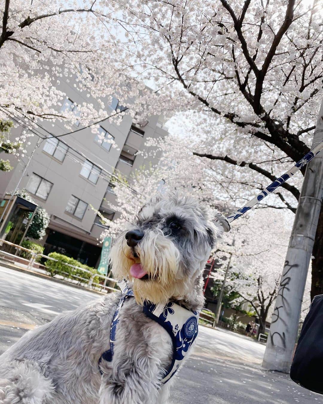 小島梨里杏さんのインスタグラム写真 - (小島梨里杏Instagram)「まだまだ蕾の子も。「もう散っちゃうね〜」の声が少しさみしく届いたけれど、咲くタイミングはそれぞれだもんなーとまだまだ楽しみになったお散歩でした。🐶🌸」3月29日 15時34分 - r_riria