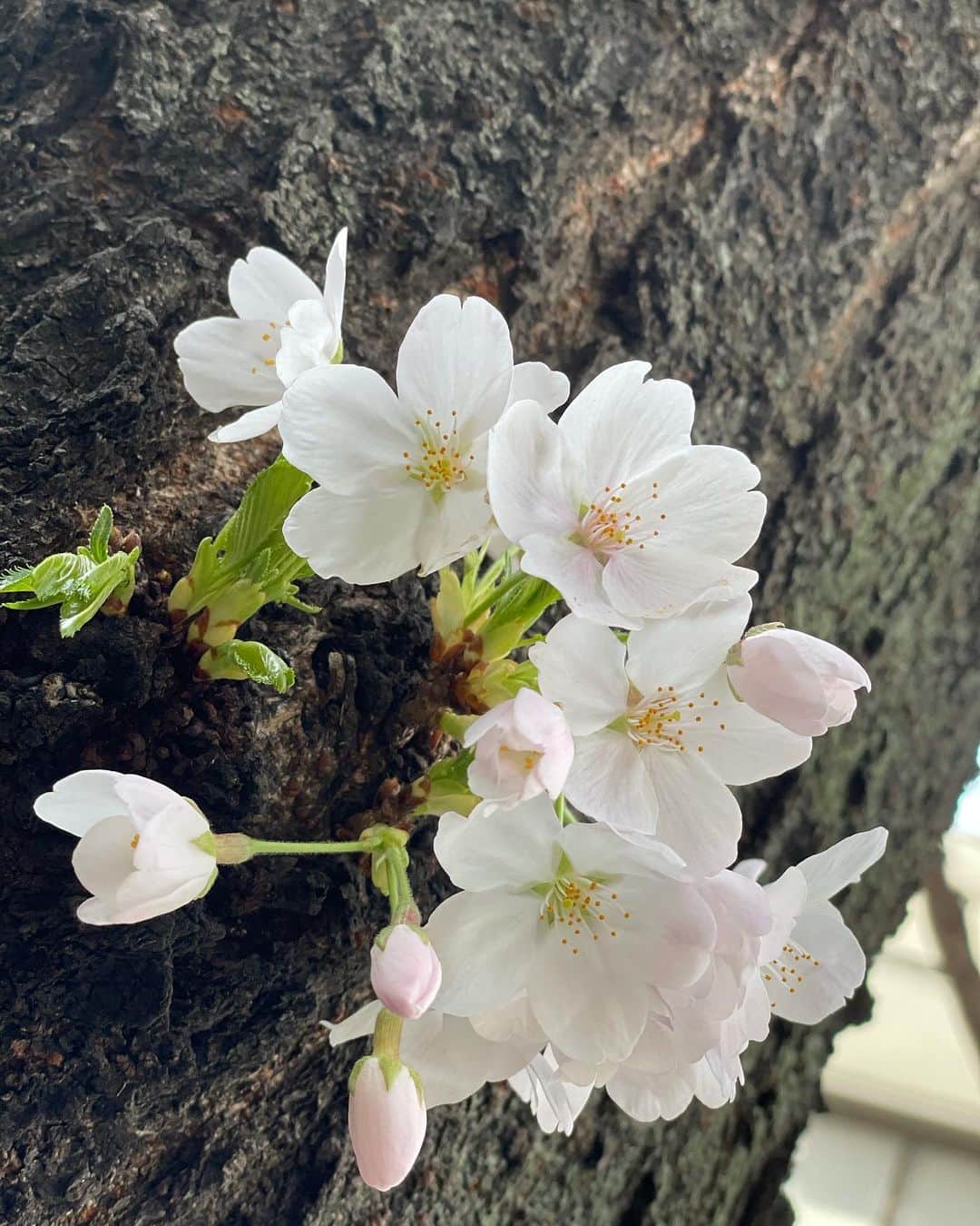 小島梨里杏さんのインスタグラム写真 - (小島梨里杏Instagram)「まだまだ蕾の子も。「もう散っちゃうね〜」の声が少しさみしく届いたけれど、咲くタイミングはそれぞれだもんなーとまだまだ楽しみになったお散歩でした。🐶🌸」3月29日 15時34分 - r_riria
