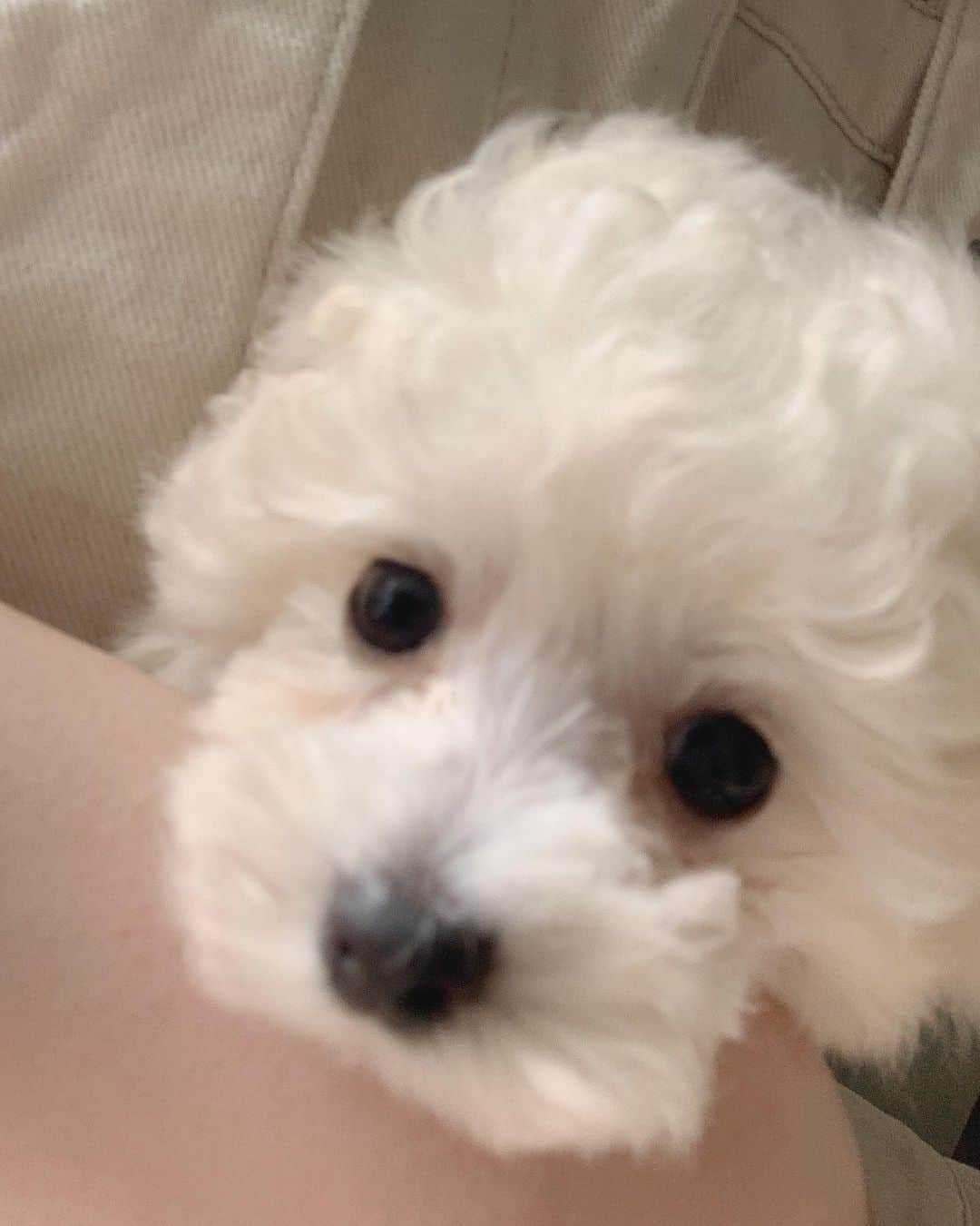 山岸理子さんのインスタグラム写真 - (山岸理子Instagram)「*﻿ ﻿ 今日3/29で サンディー 1歳になりました🐩🐾﻿ ﻿  おめでとう🤍🤍﻿  今日は特別にワンチャン用のケーキと大好きなお芋と野菜にするよ☺︎﻿ ﻿ ﻿ ﻿ #tsubaki_factory﻿ #山岸理子﻿ #愛犬﻿ #サンディー﻿ #1歳になりました﻿ #おめでとう﻿ #ラブ﻿ #🎂🍠🥦﻿」3月29日 15時35分 - riko_yamagishi.official