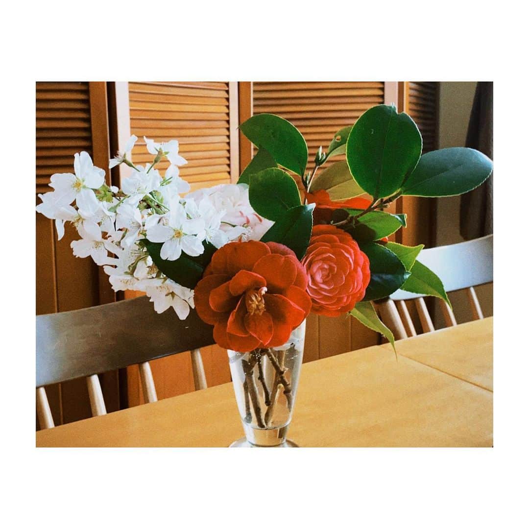 横溝菜帆さんのインスタグラム写真 - (横溝菜帆Instagram)「.  春休みになりました☺️  祖父が植えた桜と椿が満開なので、少しもらって飾りました🍀 西洋のお花はかわいくて好きですが、日本のお花はかっこよくて素敵です。  #桜 #椿 #日本のお花」3月29日 15時58分 - y_naho_te