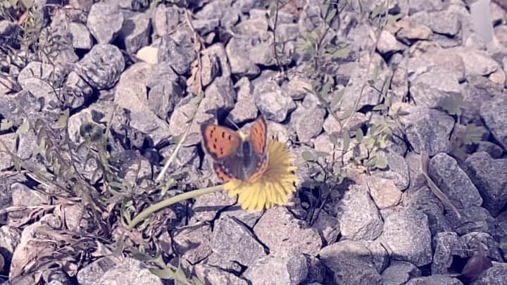 内田朝陽のインスタグラム：「butterfly effects  #作曲　#musicdiary #music #音日記　 @asahi_music_diary」