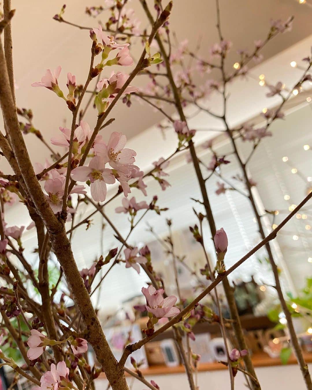 谷桃子のインスタグラム：「お家でも桜✨🌸 桜の種類を忘れちゃったんだけど、 細い枝に小さくて可愛い花が咲いてます🤗✨💓  #sakura  #桜 #さくら」