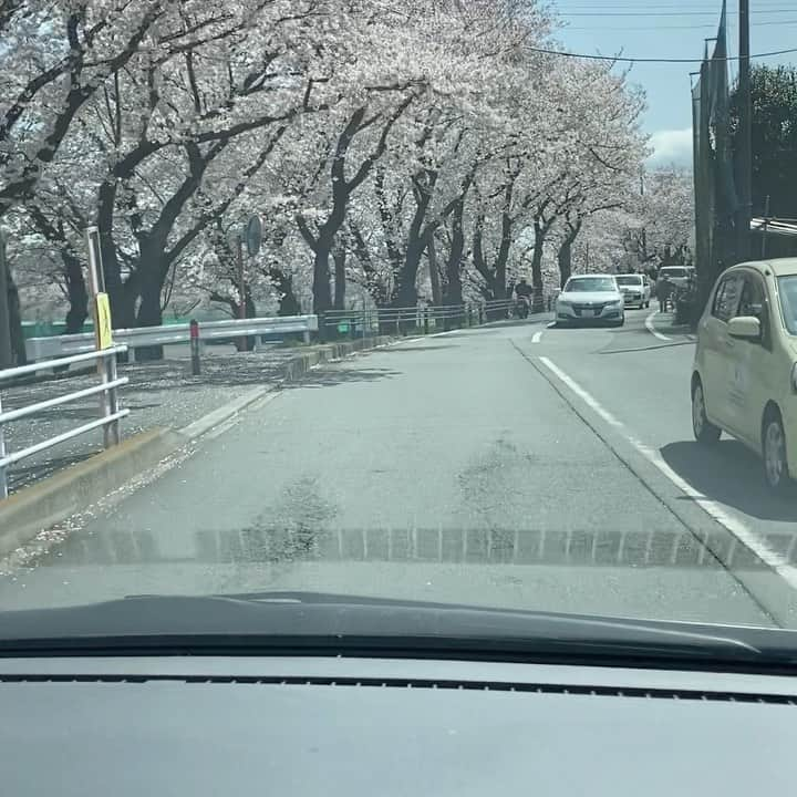 永里源気のインスタグラム：「僕の中で、厚木で1番の桜の名所です😁 桜の木のトンネル✨✨✨ わざと遠回りしてここの道をよく通ります😊 #ドライブスルー花見 #厚木市」